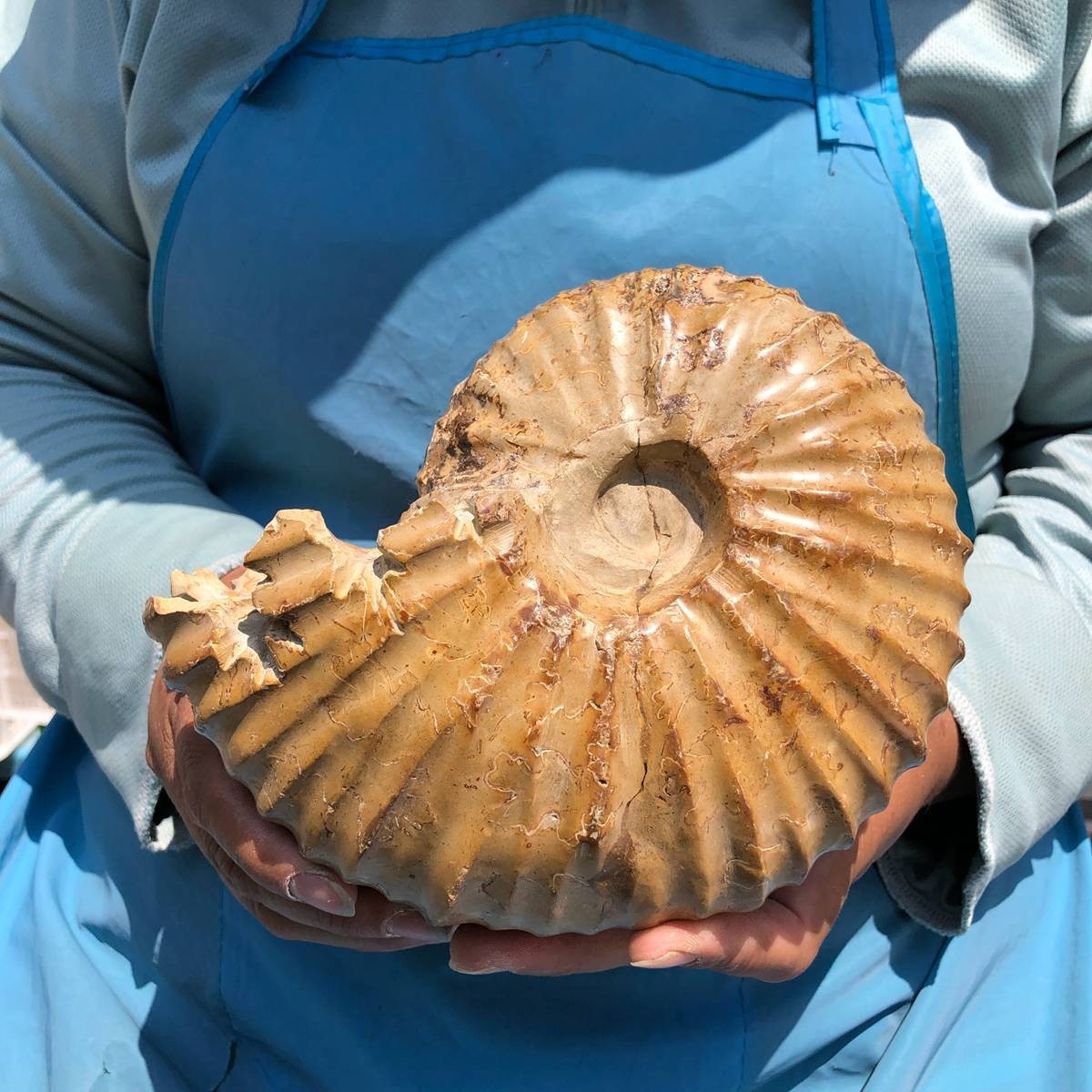 4.18LB Rare! Natural Tentacle Ammonite Specimen Healing Madagascar