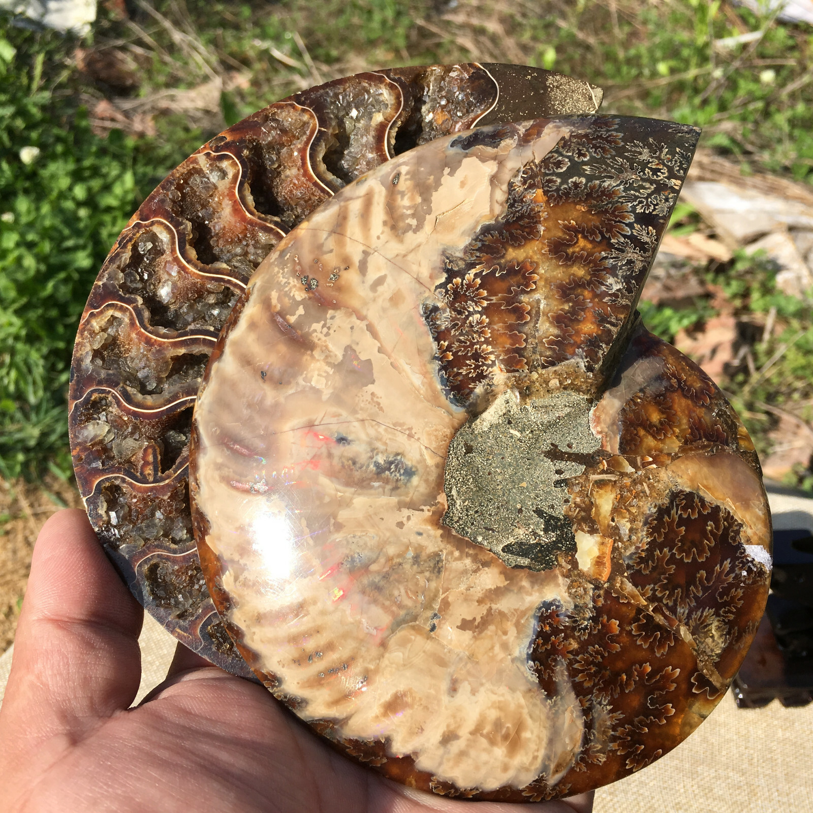 A Pair of Natural Ammonite Fossil Conch Crystal Specimen Healing+stand 2PC