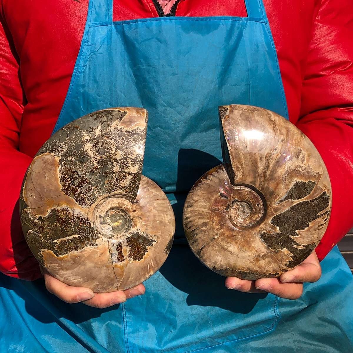 2pcs Natural Beautiful Ammonite Fossil Conch Crystal Specimen Healing
