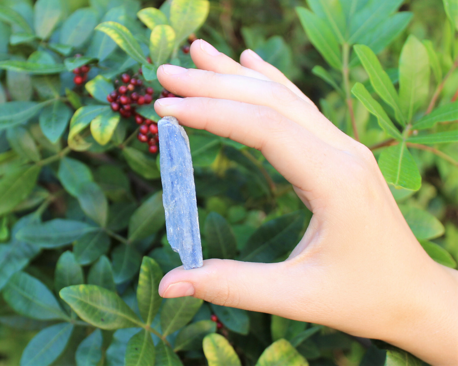 Blue Kyanite Blades Crystal Collection 1/2 lb Box Lot – Natural Kyanite Crystals