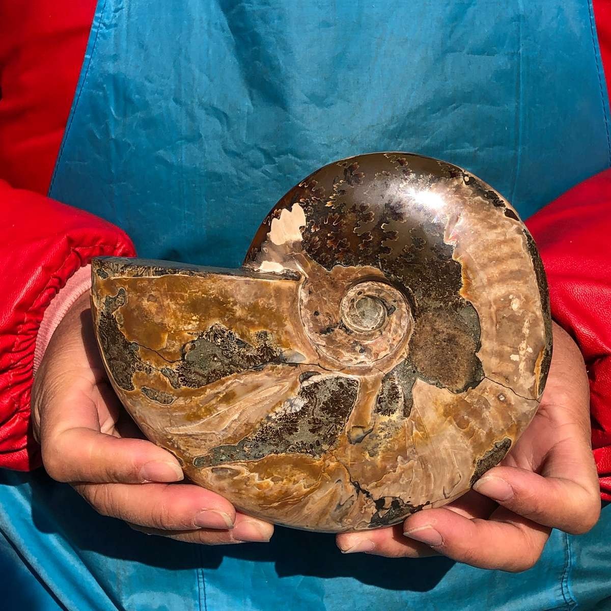 2pcs Natural Beautiful Ammonite Fossil Conch Crystal Specimen Healing
