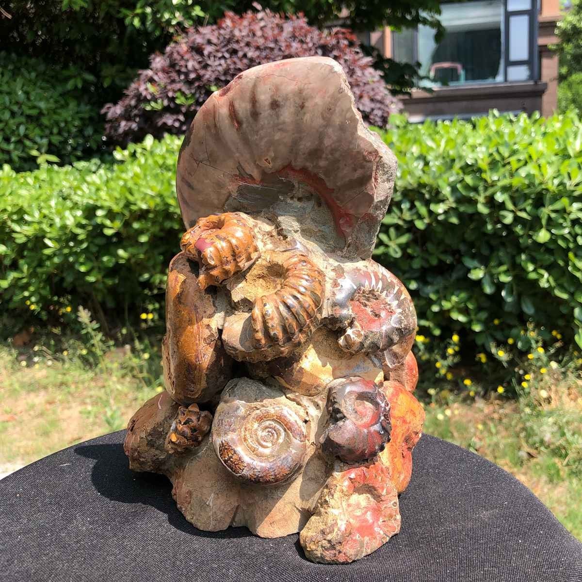 6.42LB Rarem Natural Tentacle Ammonite Fossil Specimen Shell Healing Madagas
