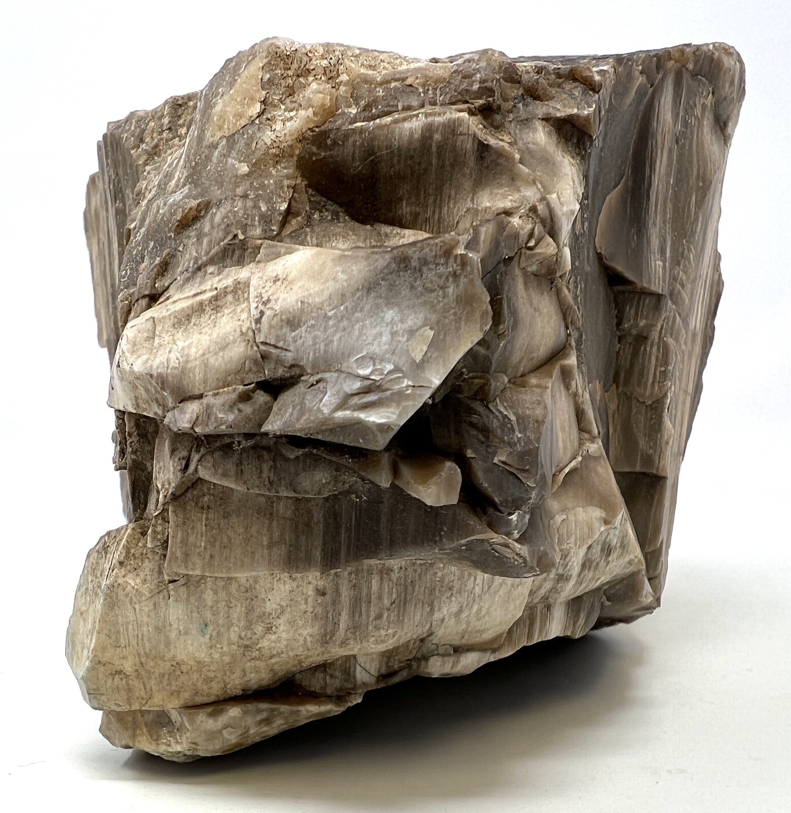 Loose Natural Stone – United States: Raw Petrified Wood 5lb 1oz RARE SPECIMEN