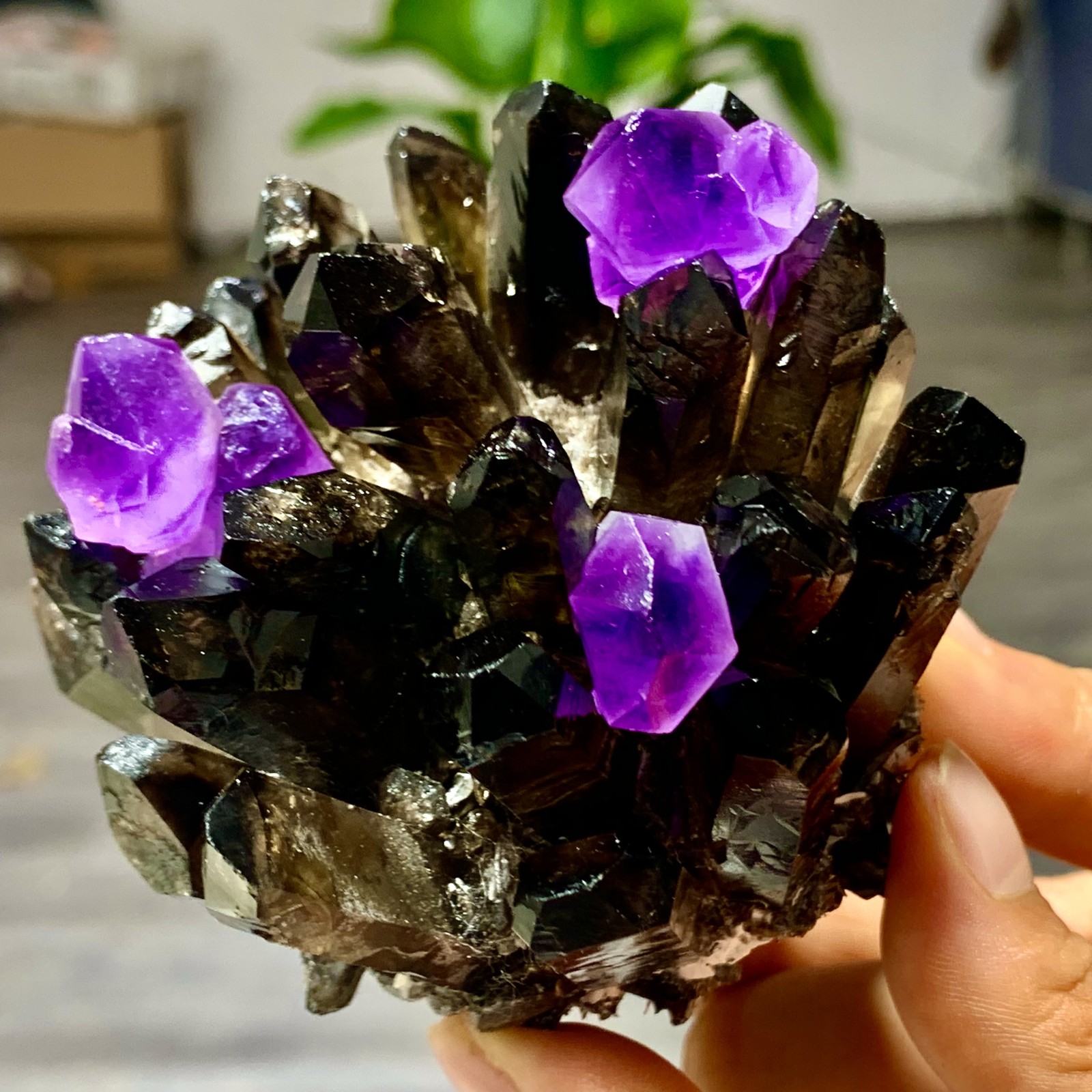 320G New Find black+purple Phantom Quartz Crystal Cluster Mineral Specimen