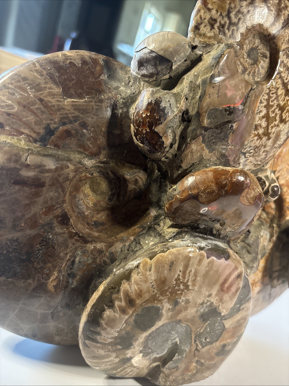 Ancient Statue Fossil Ammonite Rock Prehistoric Specimen 11lbs. Fossil3 X1