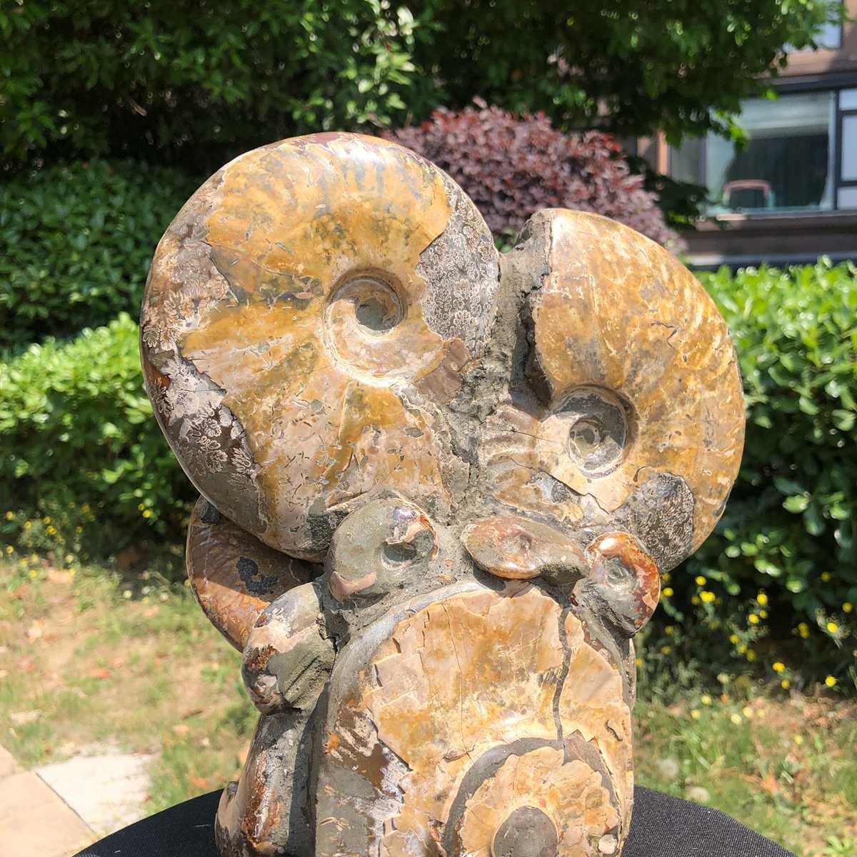 9.24LB Rare! Natural Tentacle Ammonite Fossil Specimen Shell Healing Madagasc