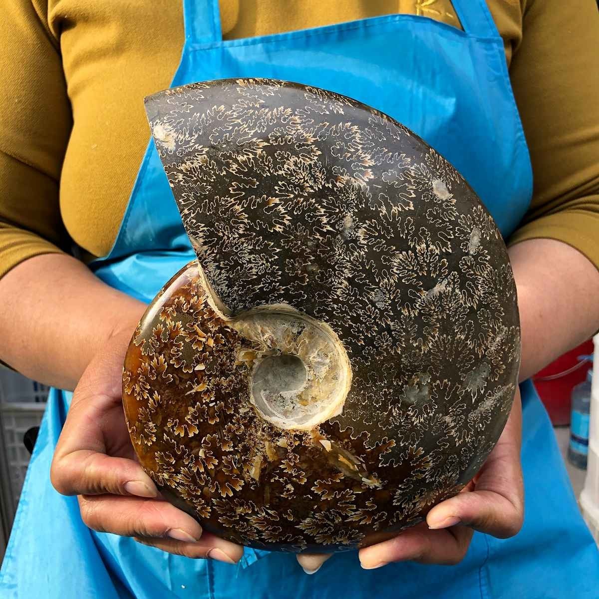 3.41LB Rare! Natural Tentacle Ammonite Fossil Specimen Shell Healing Madagascar