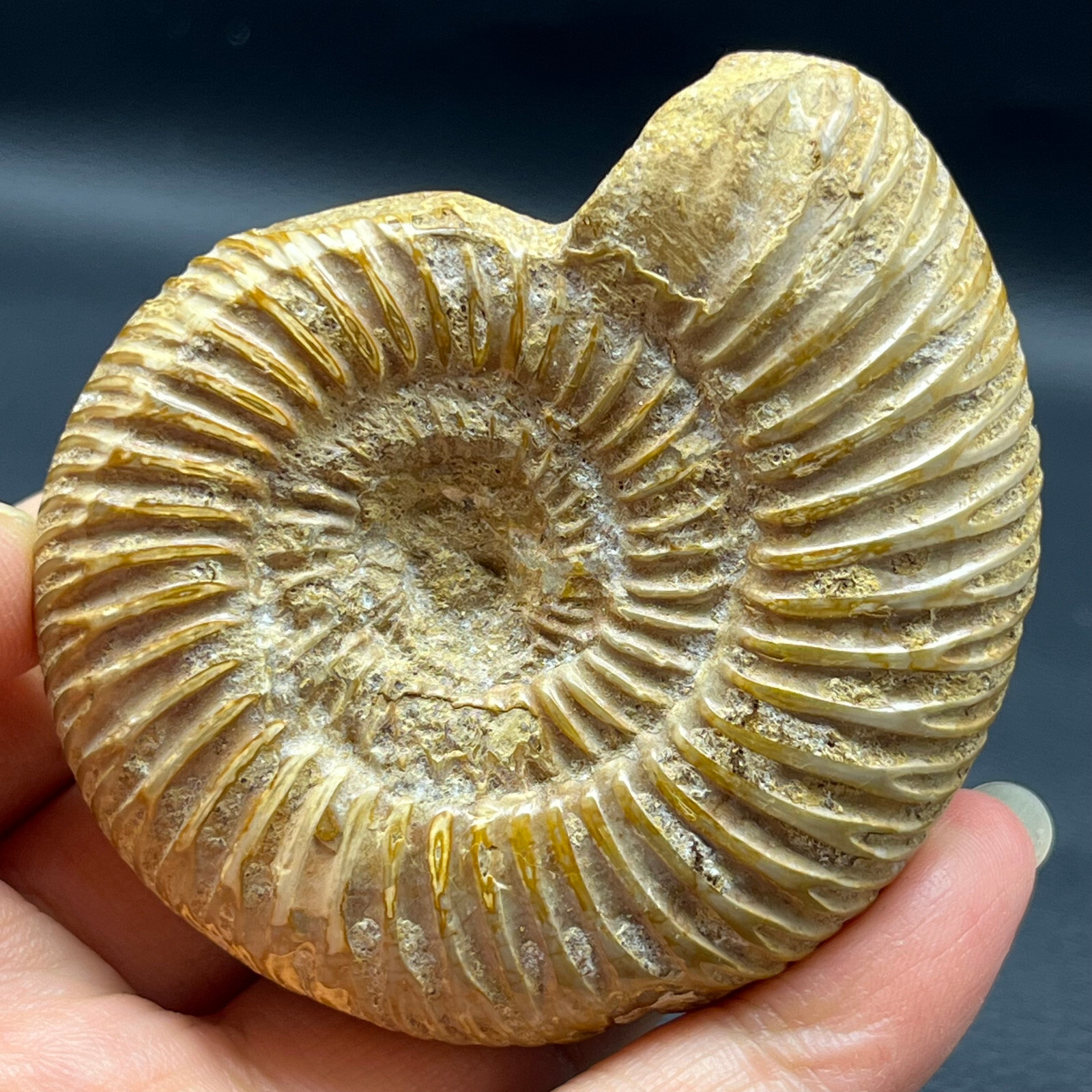 108G Natural conch specimens from Madagascar Rough without any treatment Y4