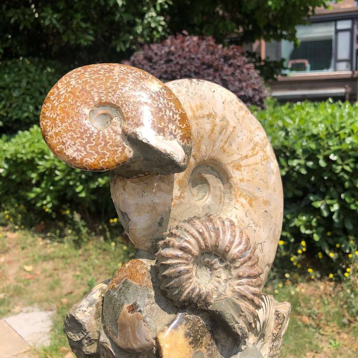 11.61LB Rarem Natural Tentacle Ammonite Fossil Specimen Shell Healing Madagas