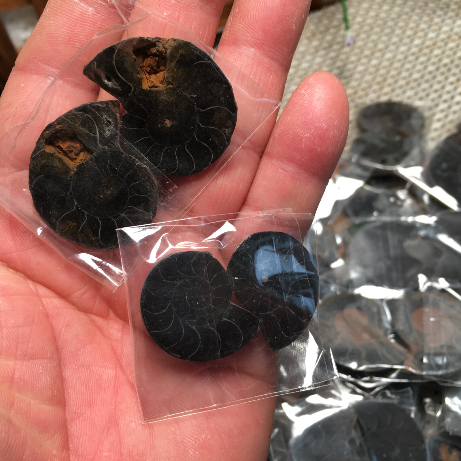 20 Pairs Black Ammonite Shell Specimen Madagascar