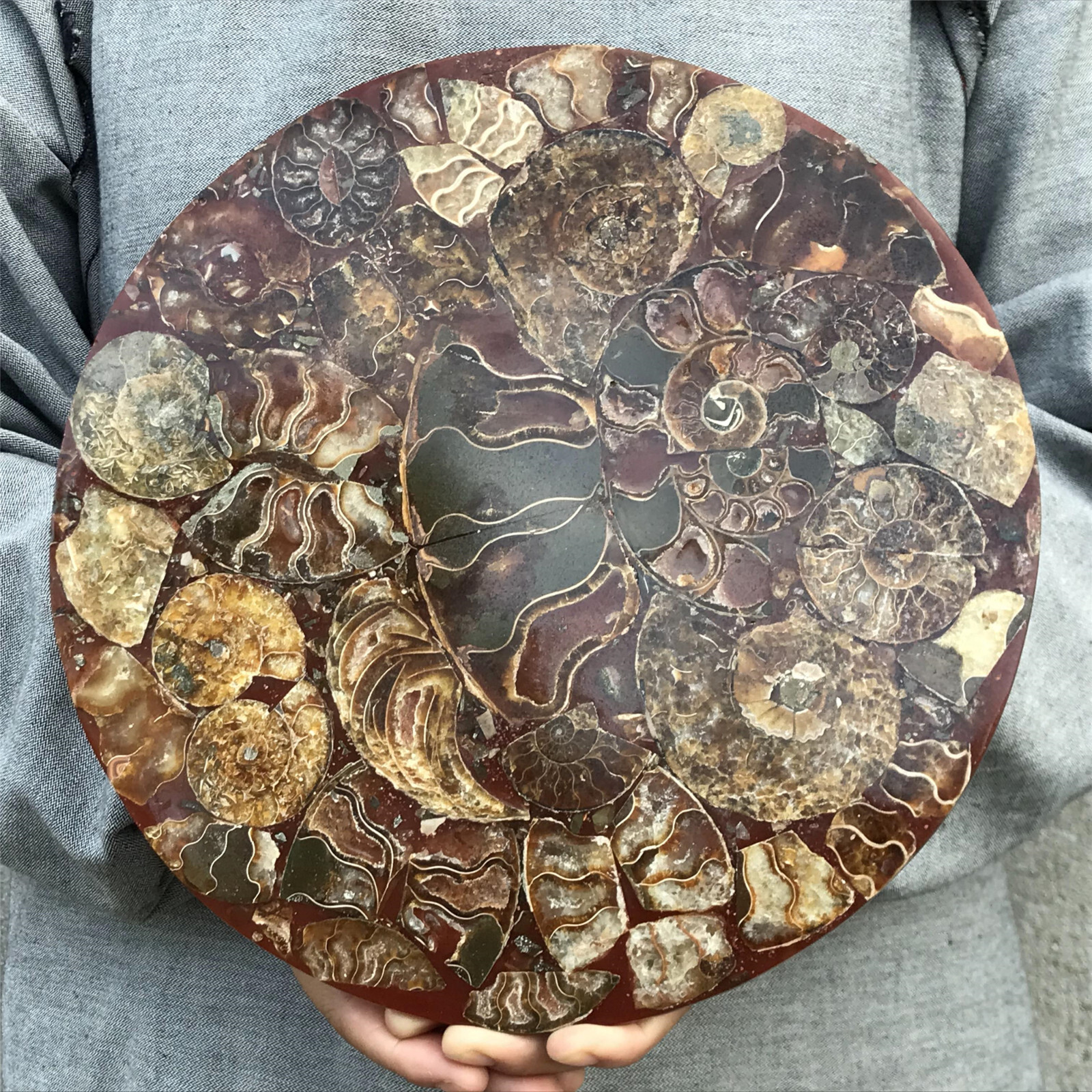 710g Natural Ammonite Disk Fossil Conch Specimen Crystal Healing Reiki