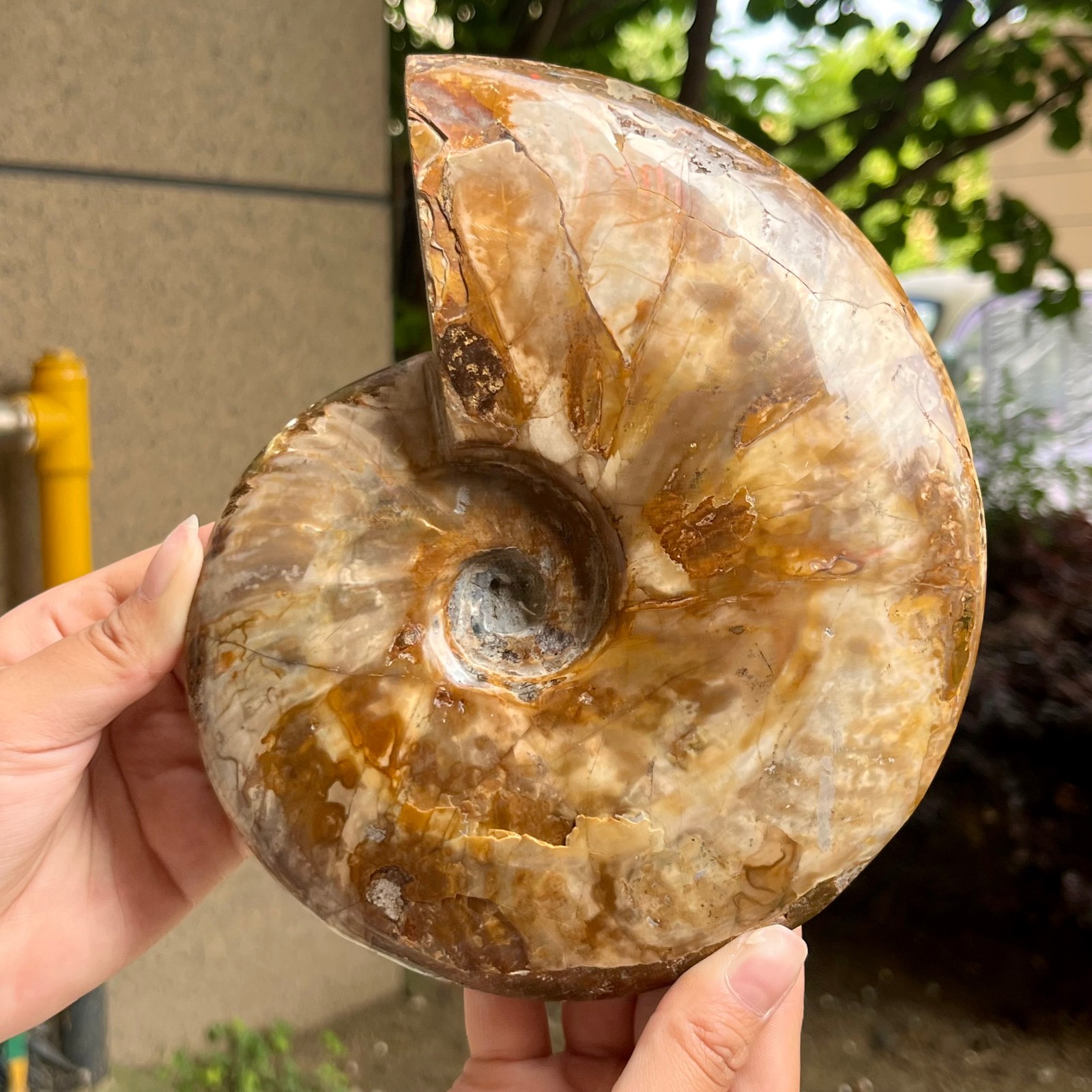 Genuine Ammonite Fossil Polished Sea Snail Shell Gemstone Figure Display 3.3 lb