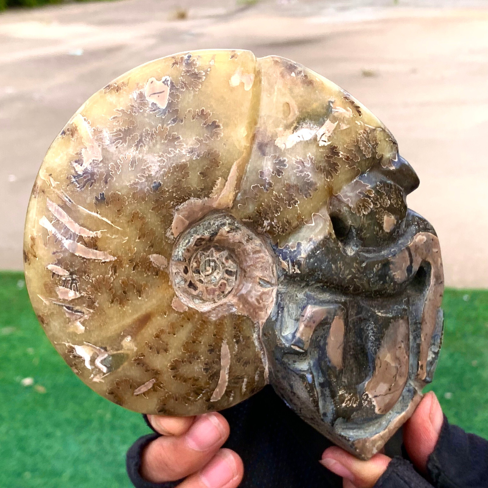 1.92LB Rare! Natural Tentacle Ammonite FossilSpecimen Shell Healing Madagascar
