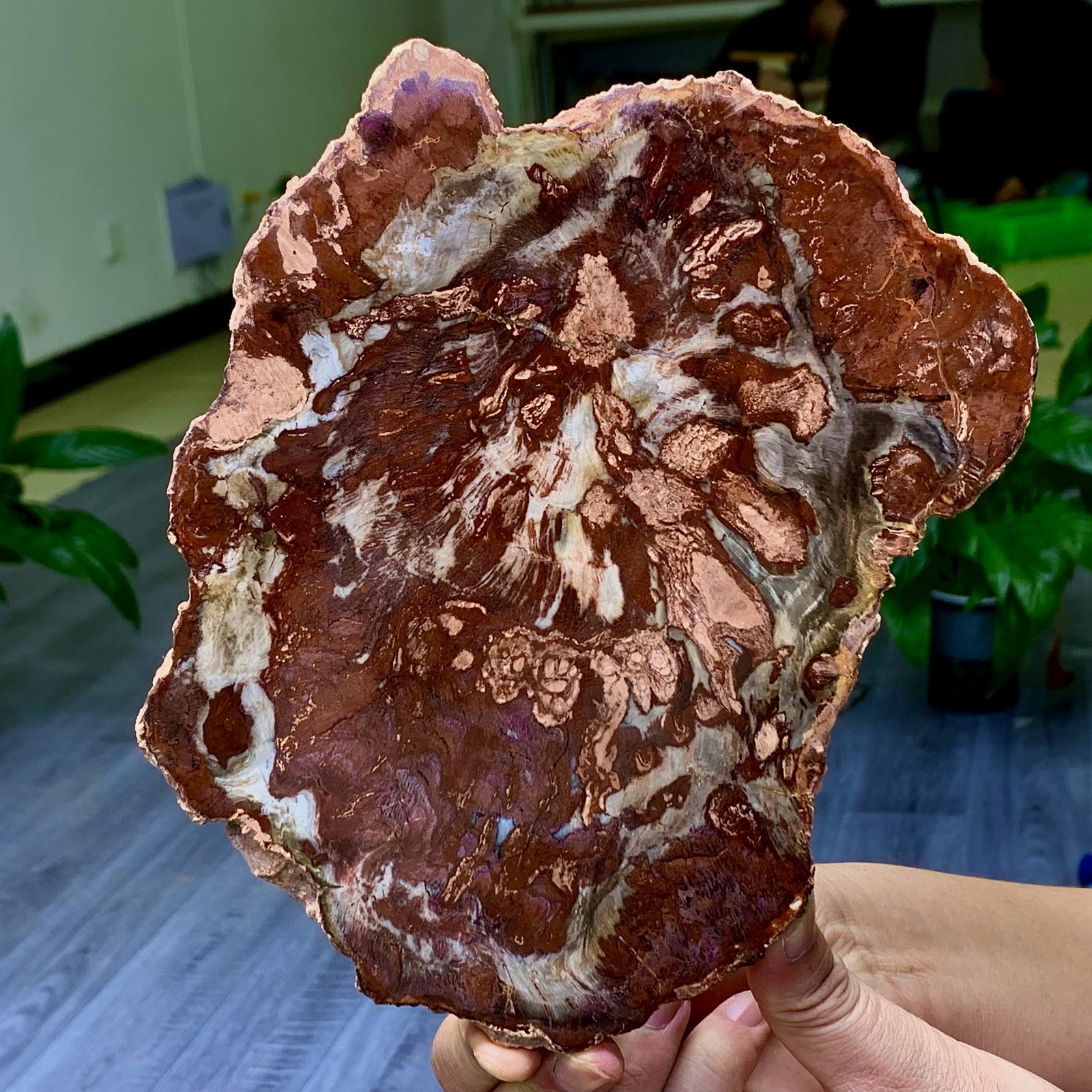 2.13LB Natural Petrified Wood Crystal Fossil Slice Shape Specimen Healing