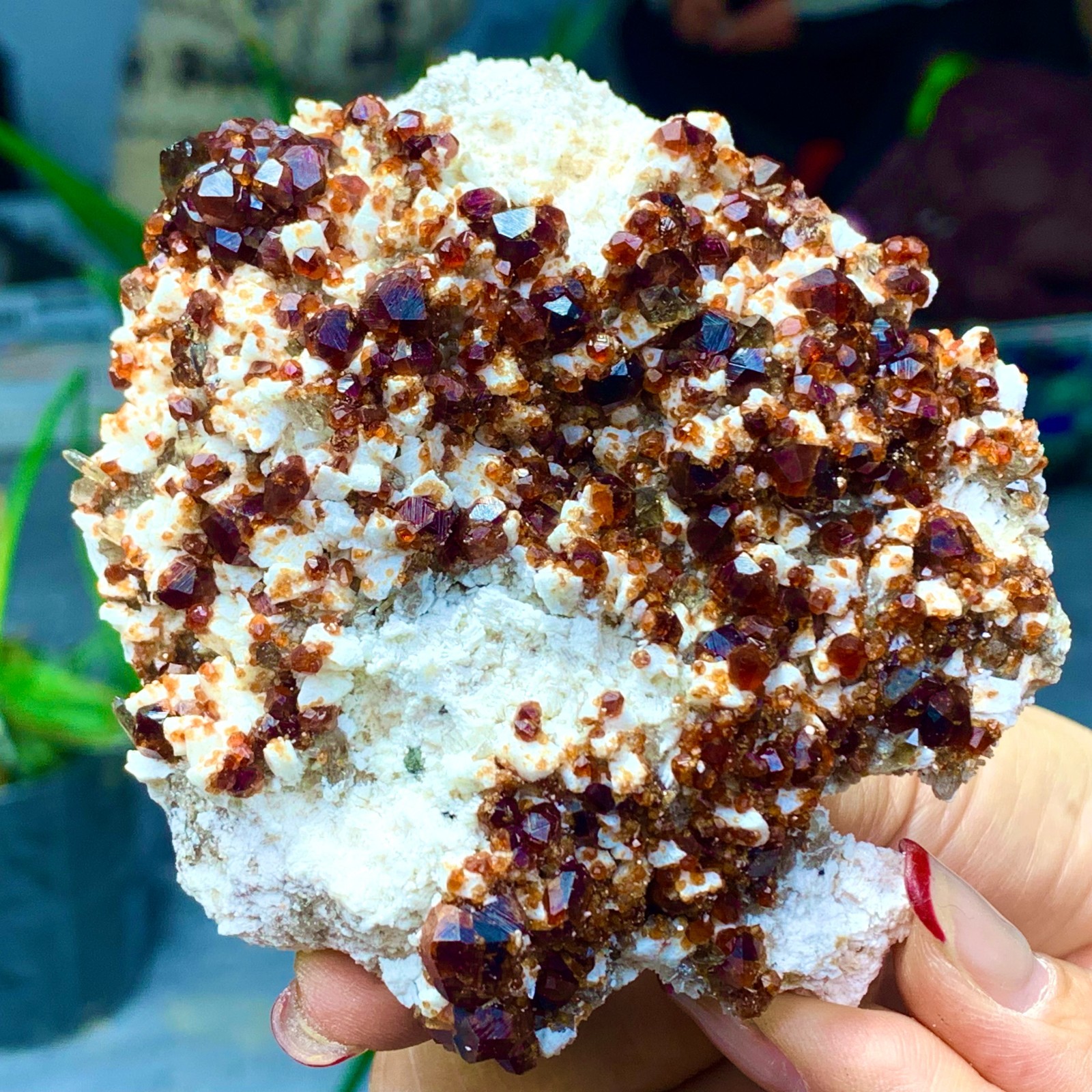 205G Natural Garnet with rock Gorgeous rough raw Crystal Mineral Specimen D32