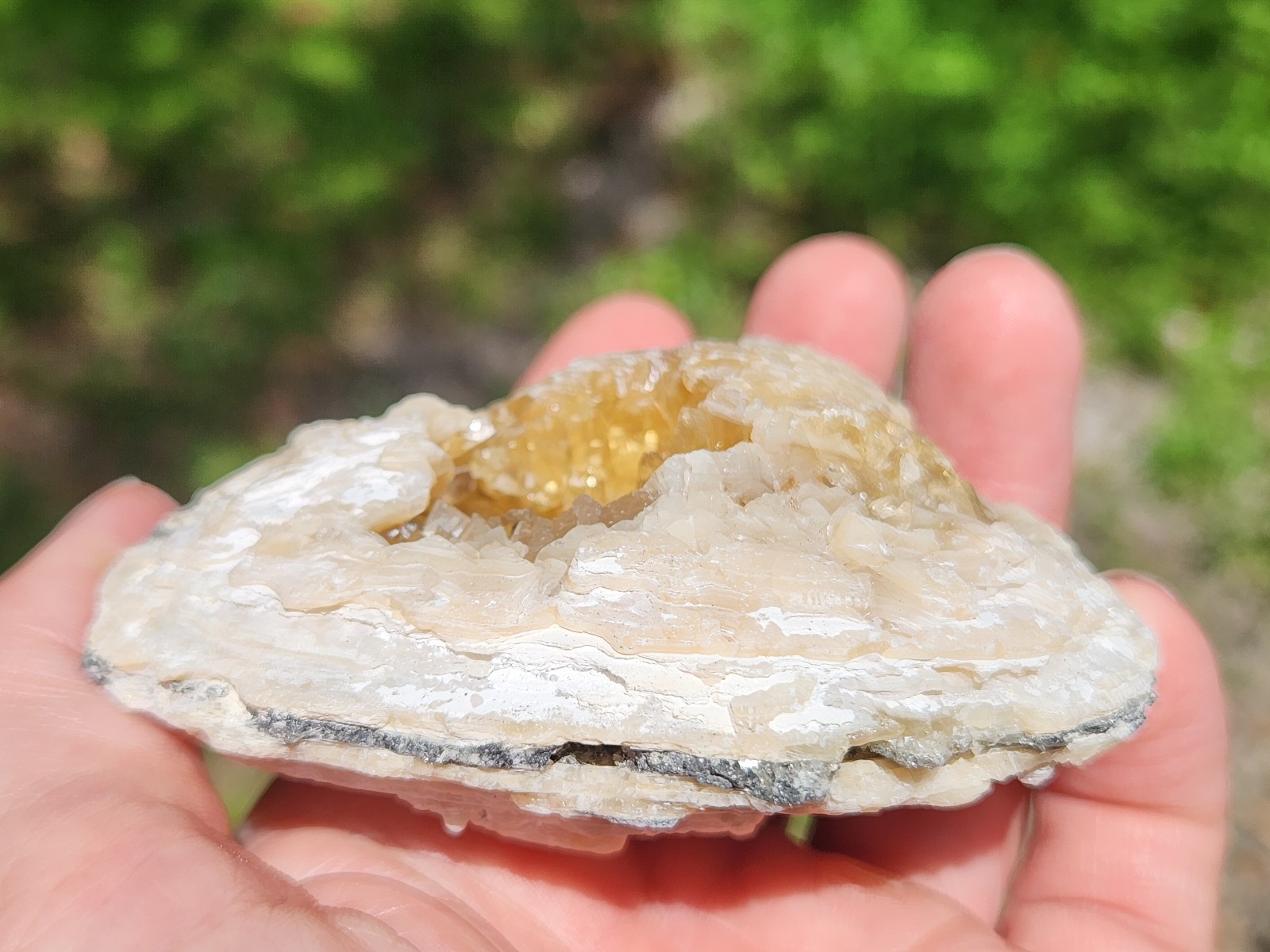 Calcite Crystal Clam Shell Fossil Rucks Pit Florida cut dogtooth clam honey UV