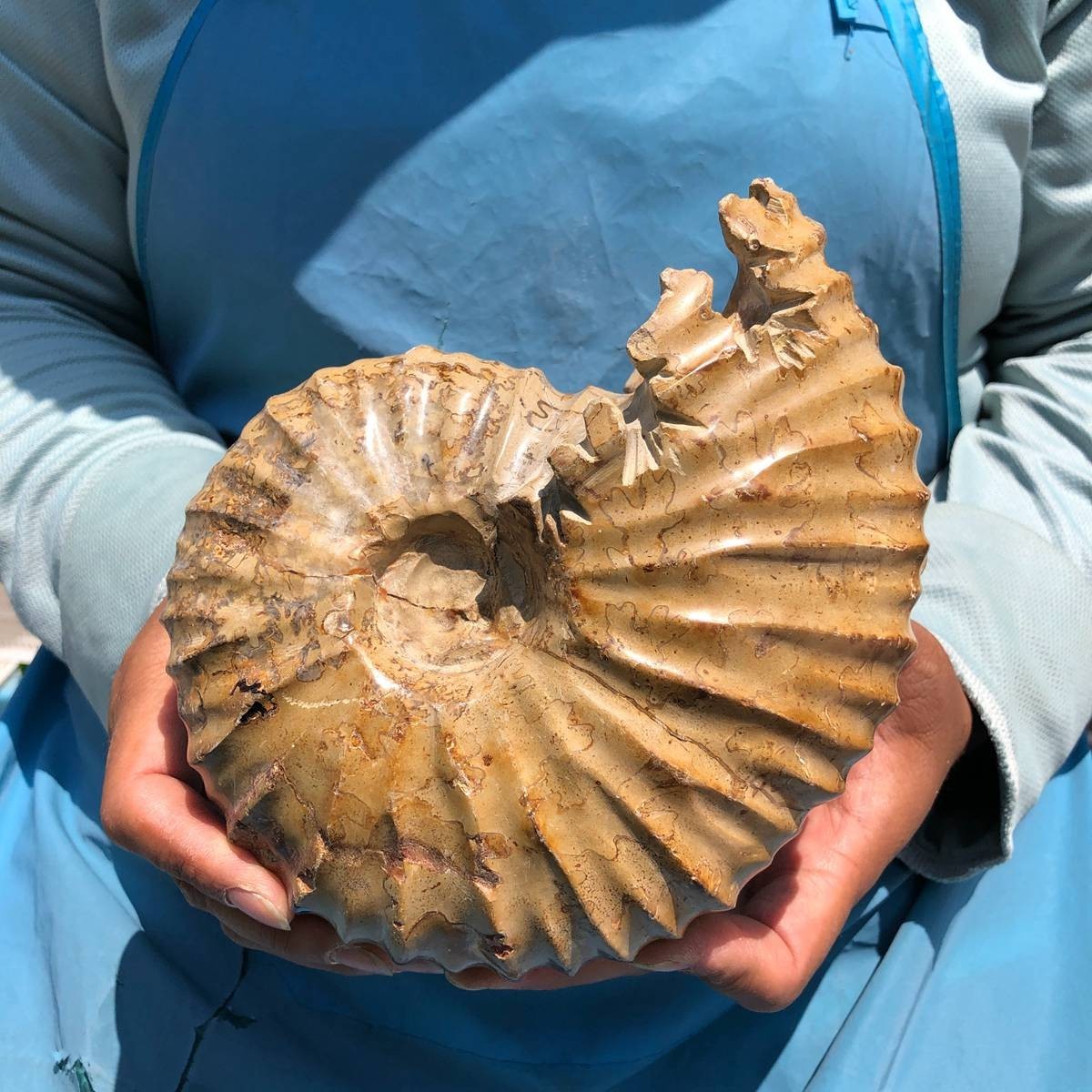 4.18LB Rare! Natural Tentacle Ammonite Specimen Healing Madagascar