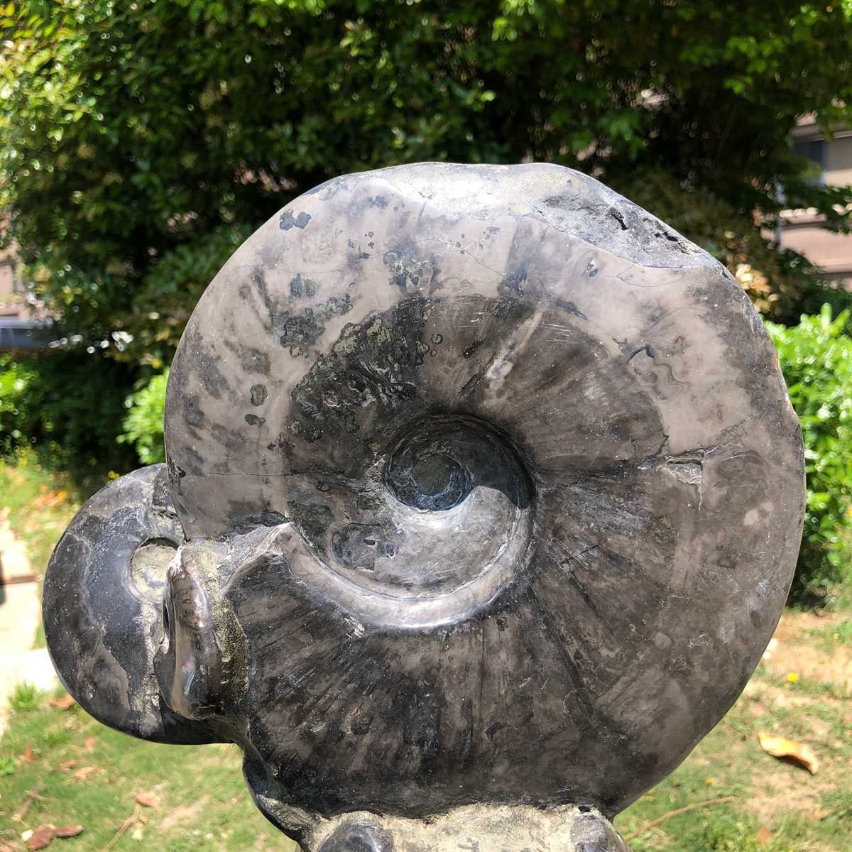 13.28LB Rarem Natural Tentacle Ammonite Fossil Specimen Shell Healing Madagas