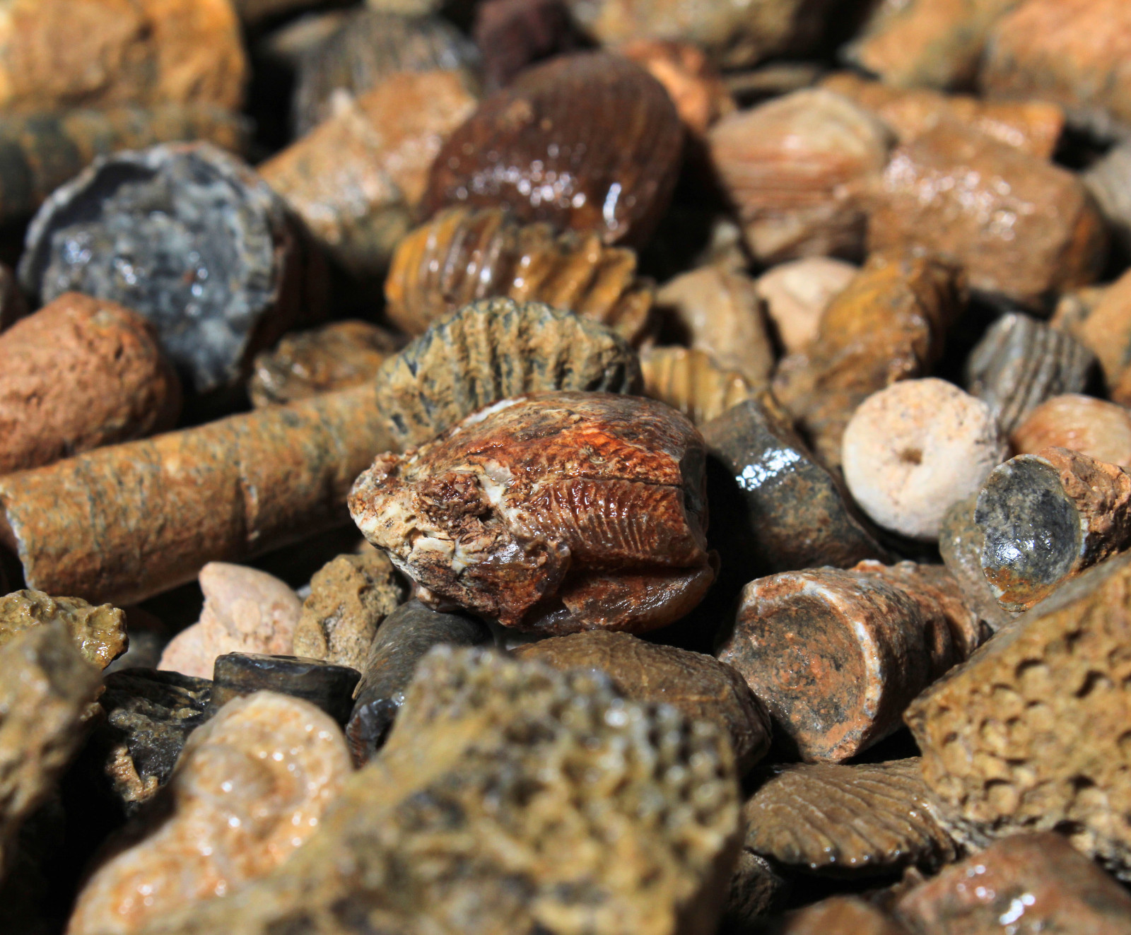 Fossil Mix – Rough Material for Tumbling – Bulk Wholesale 1LB options