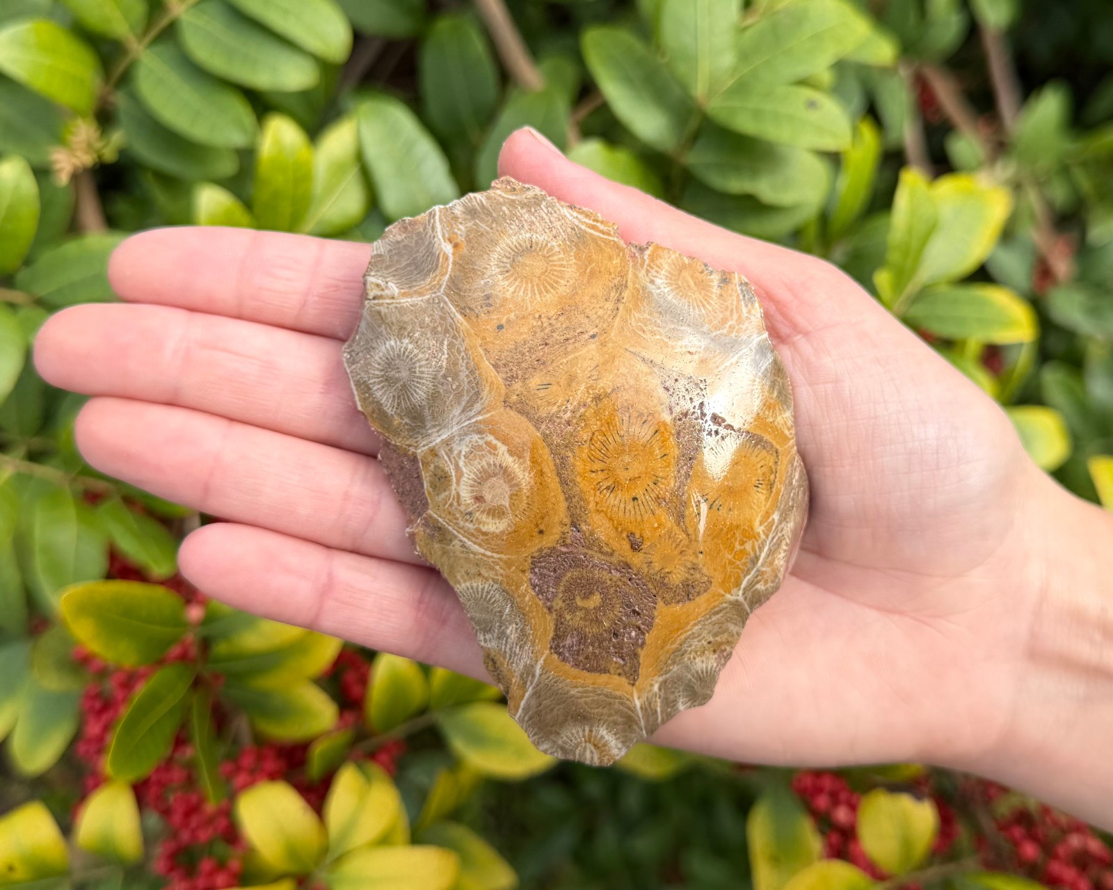 LARGE Fossilized Coral Chunks, One Side Polished Natural Fossil Coral Specimens