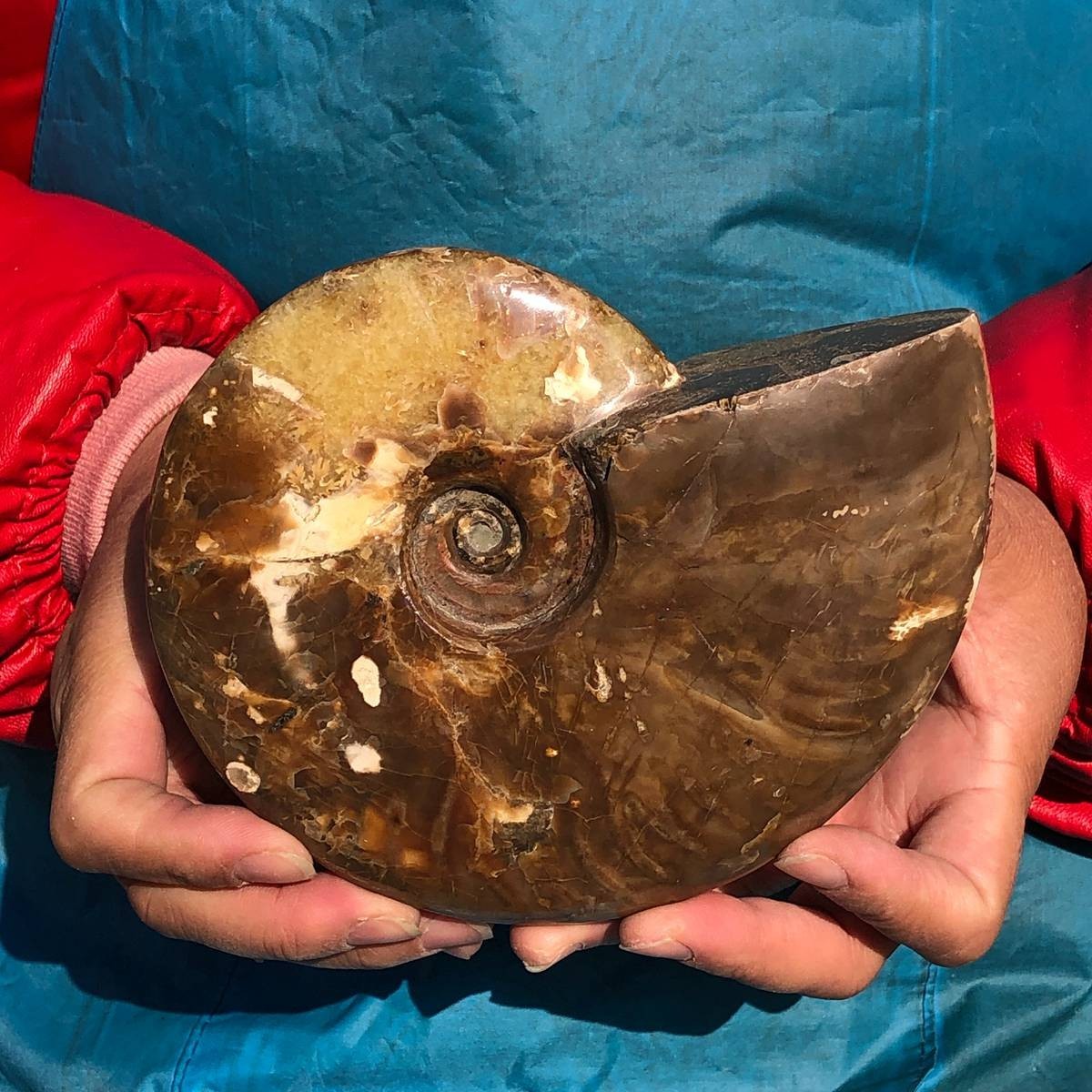 2pcs 3.65LB Natural Horn Screw Fossil Ammonite Conch Crystal Specimen Healing