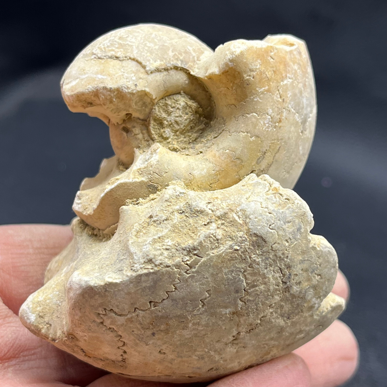 227G Natural conch specimens from Madagascar Rough without any treatment V18