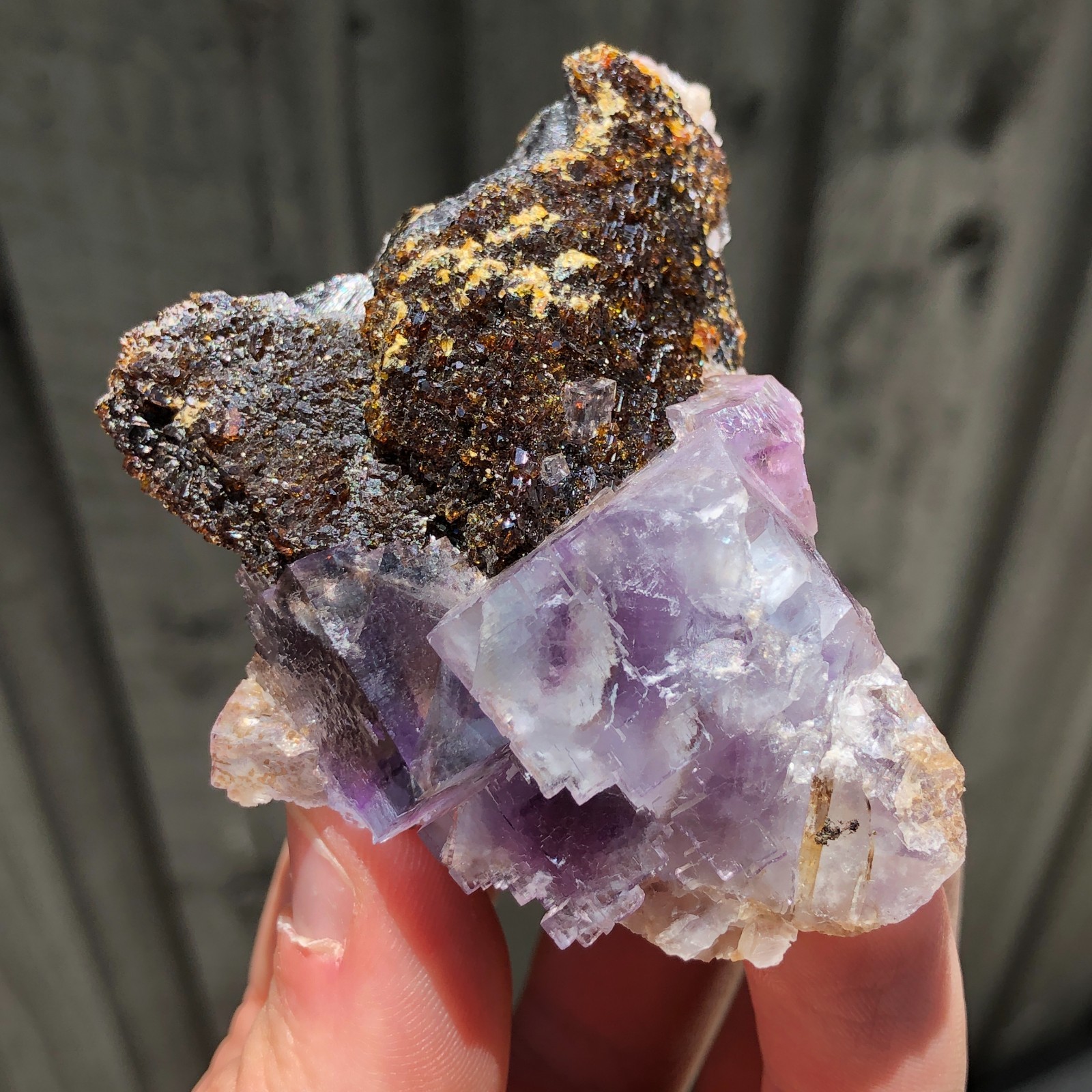 7.3cm Fluorite Crystals on Sphalerite from Minerva No. 1 Mine, Illinois, USA
