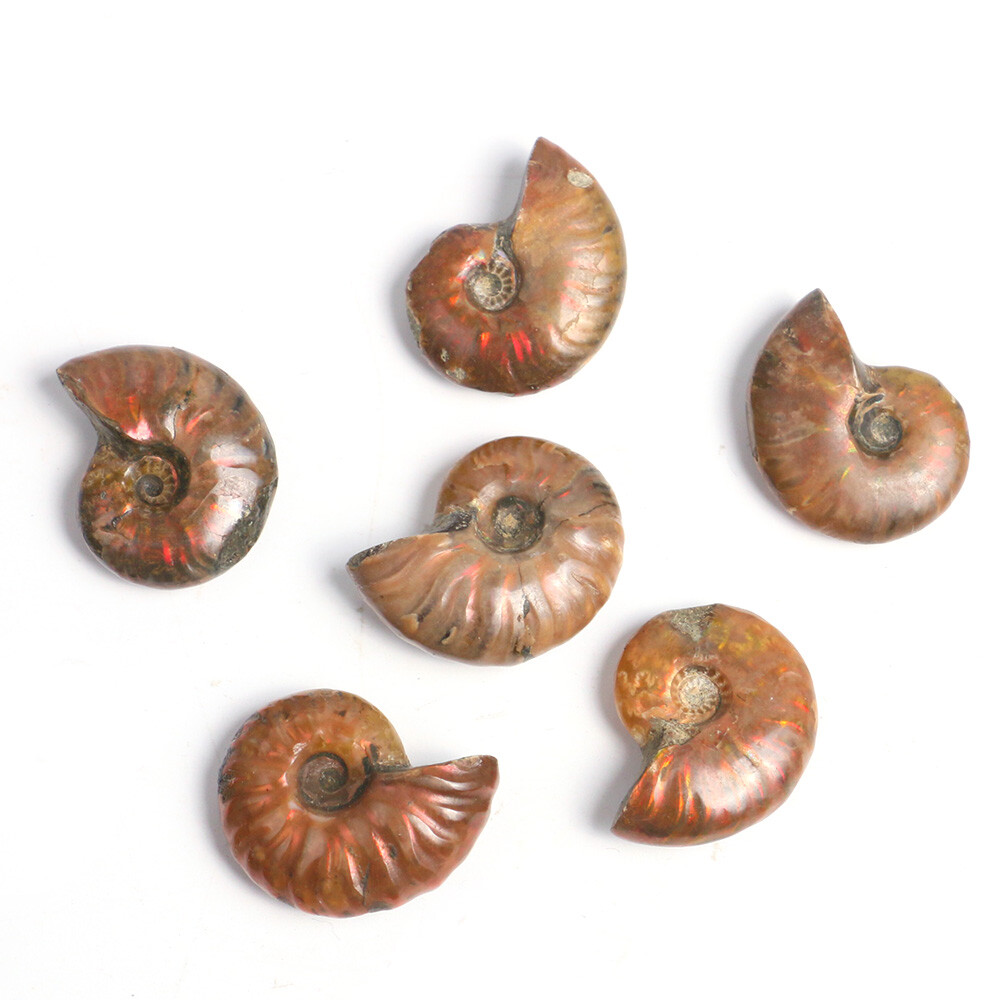 1pc 100% Natural Nautilus Ammonite Fossil Specimen Shell Healing Madagascar