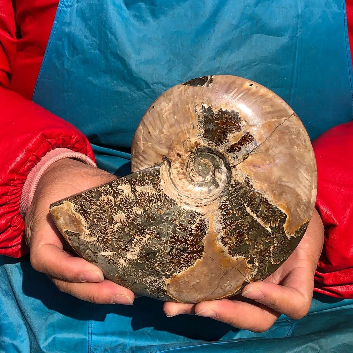 2pcs Natural Beautiful Ammonite Fossil Conch Crystal Specimen Healing
