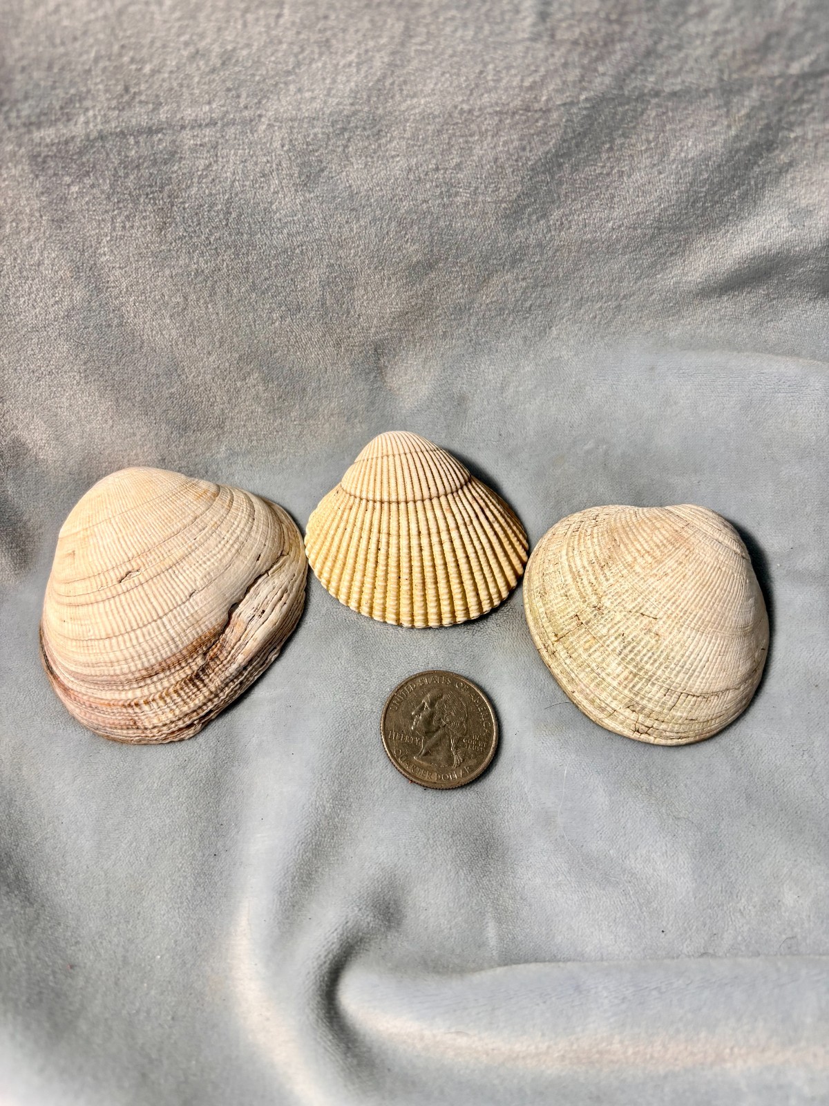 California Beach Shell Lot, Stackable Sea shells 63