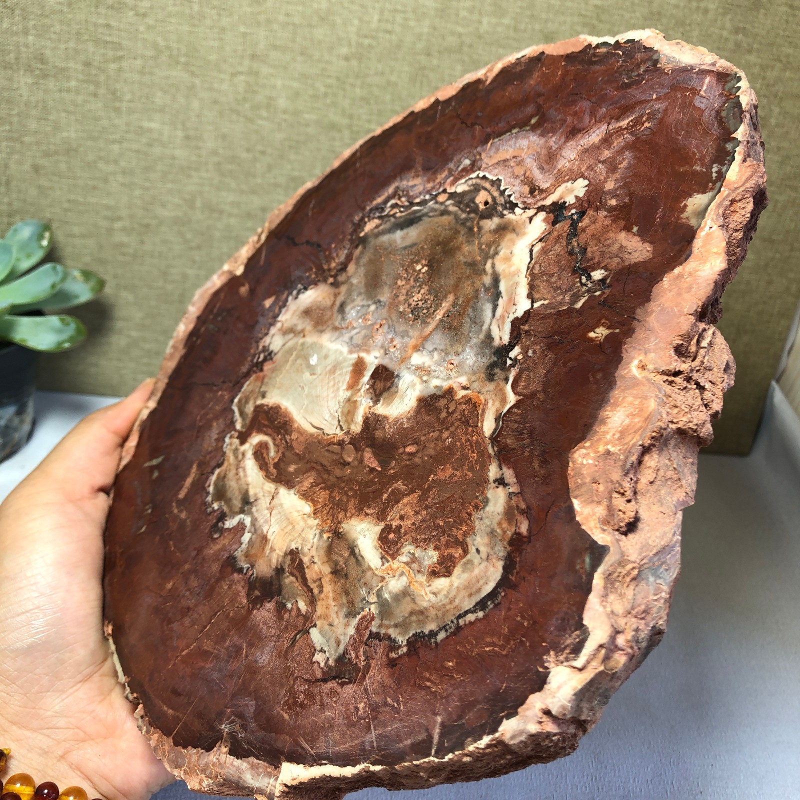 1.64kg natural Beautiful Petrified Wood Crystal mineral Slice Specimens g7687