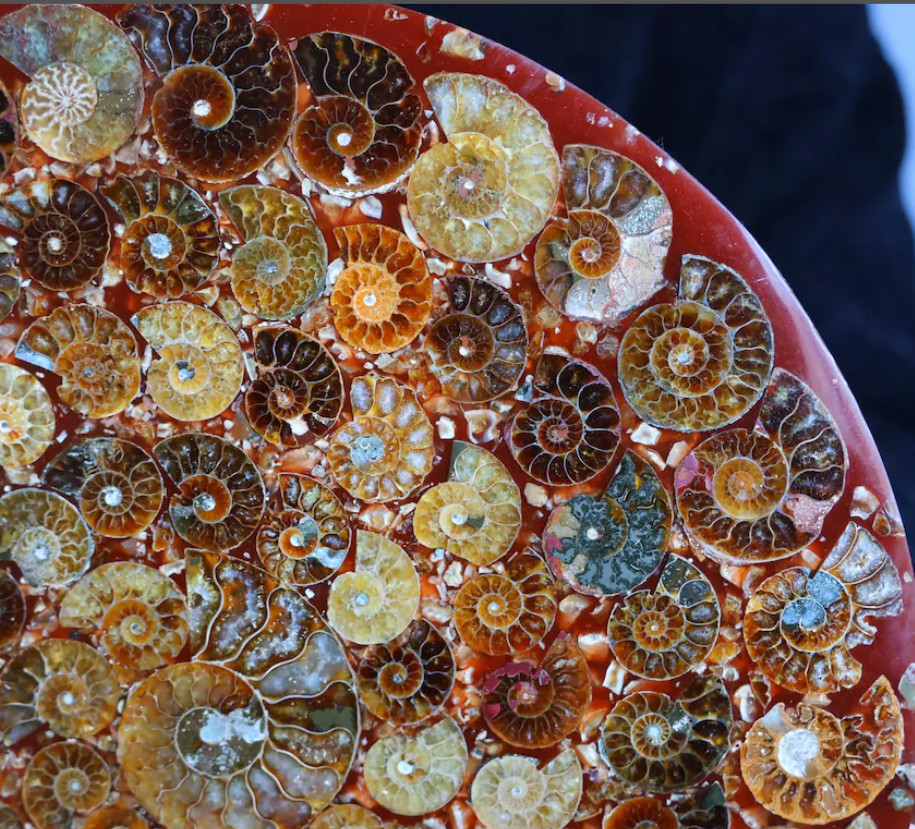 Natural Ammonite Fossil shell Plate specimen Reiki healing + Free Stand 1x