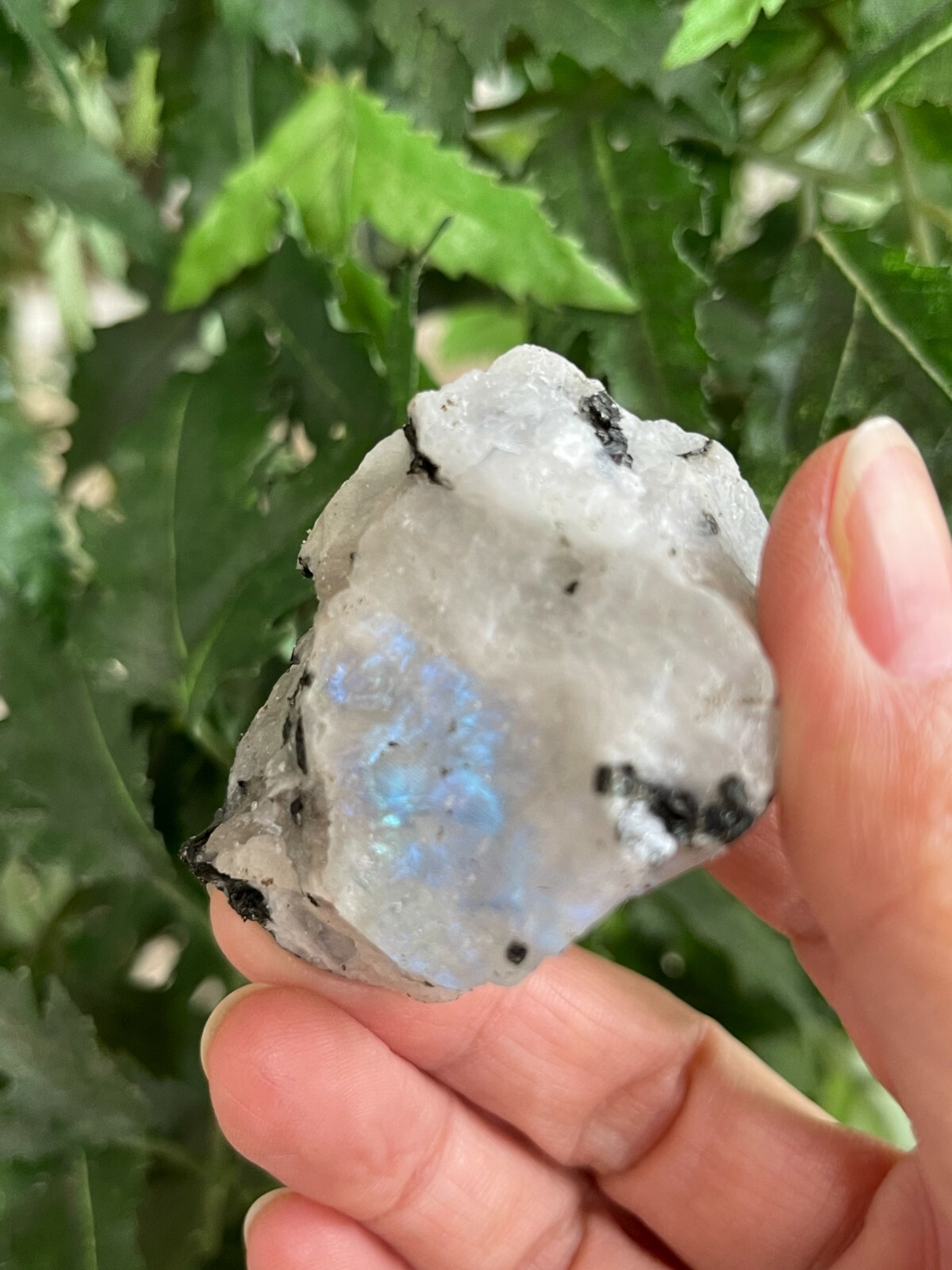 Grade A+ Large Rainbow Moonstone Raw Stone 2-3 Inches, Wholesale Bulk Lot