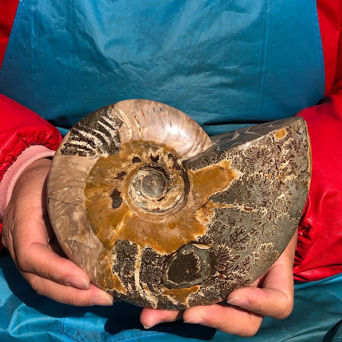 2pcs Natural Beautiful Ammonite Fossil Conch Crystal Specimen Healing