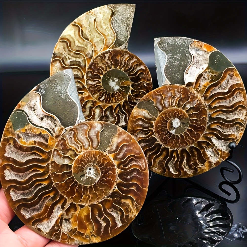 Rare Ammonite Spiral Fossil Shell Conch Mineral Specimen Healing Decor Gift