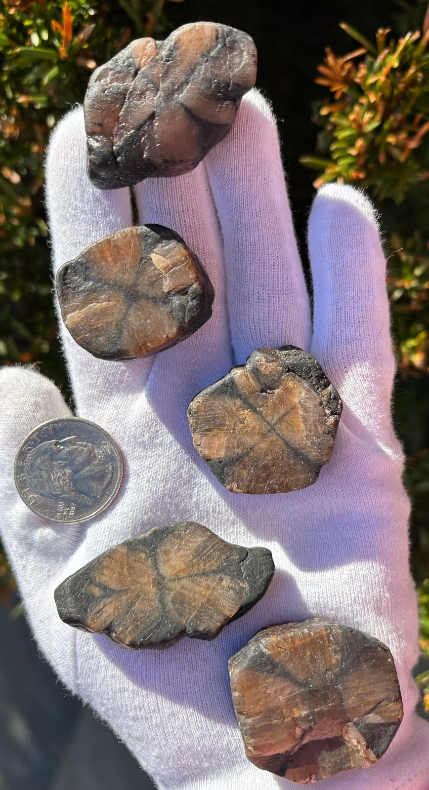 182g LOT THICK CUT CHIASTOLITE ANDALUSITE ROUGH LARGE-R SPECIMENS CROSS STONES