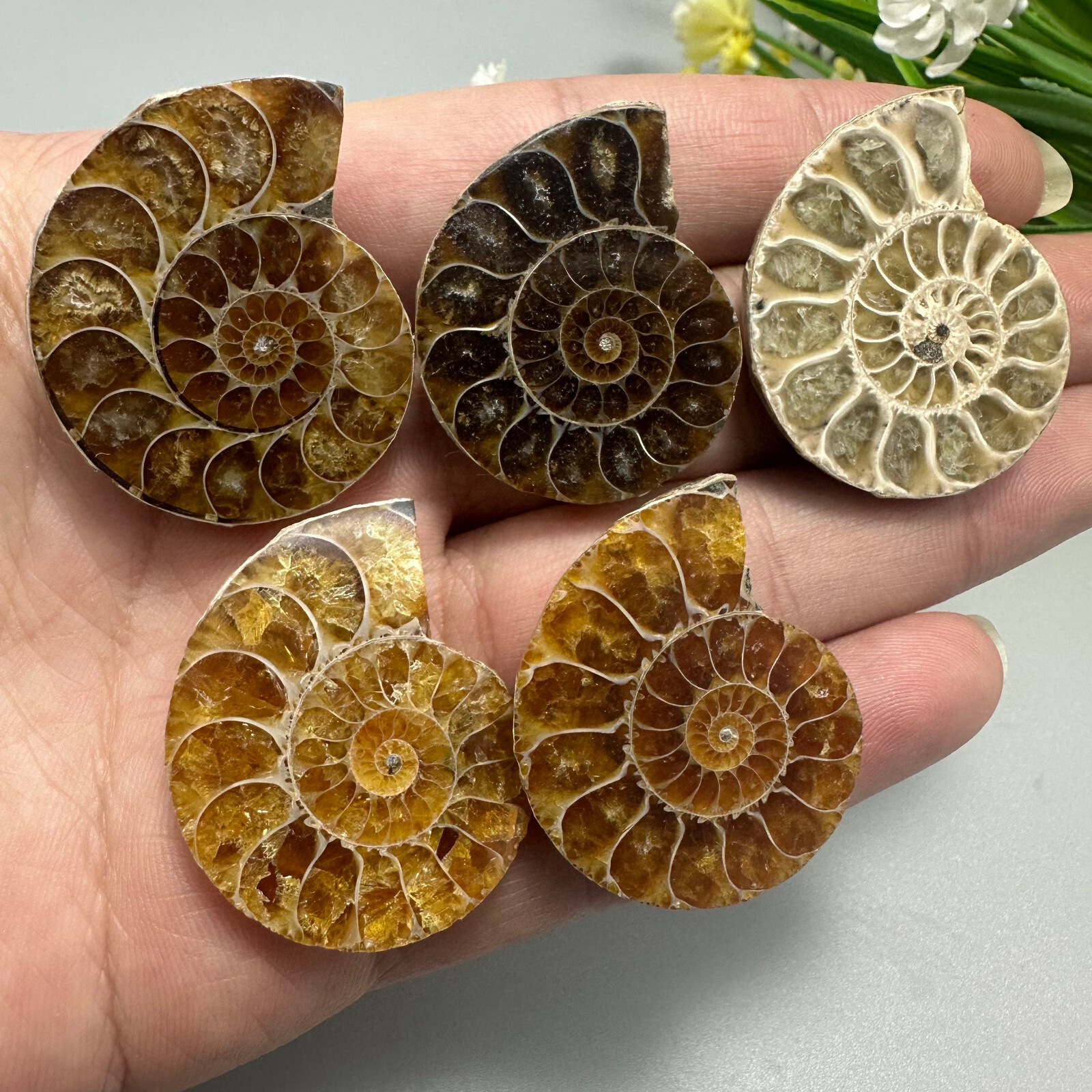 10PC Wholesale TOP Natural ammonite fossil conch crystal specimen healing care