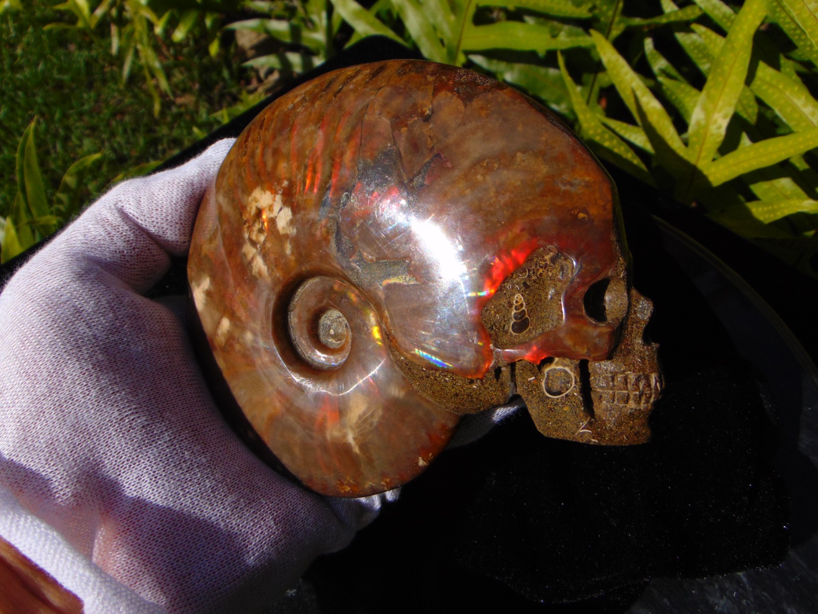 Carved Skull Ammonite from Skullis