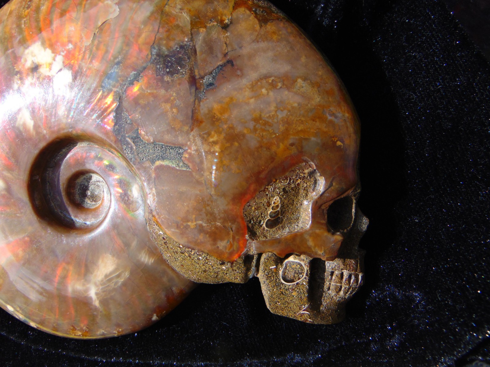 Carved Skull Ammonite from Skullis