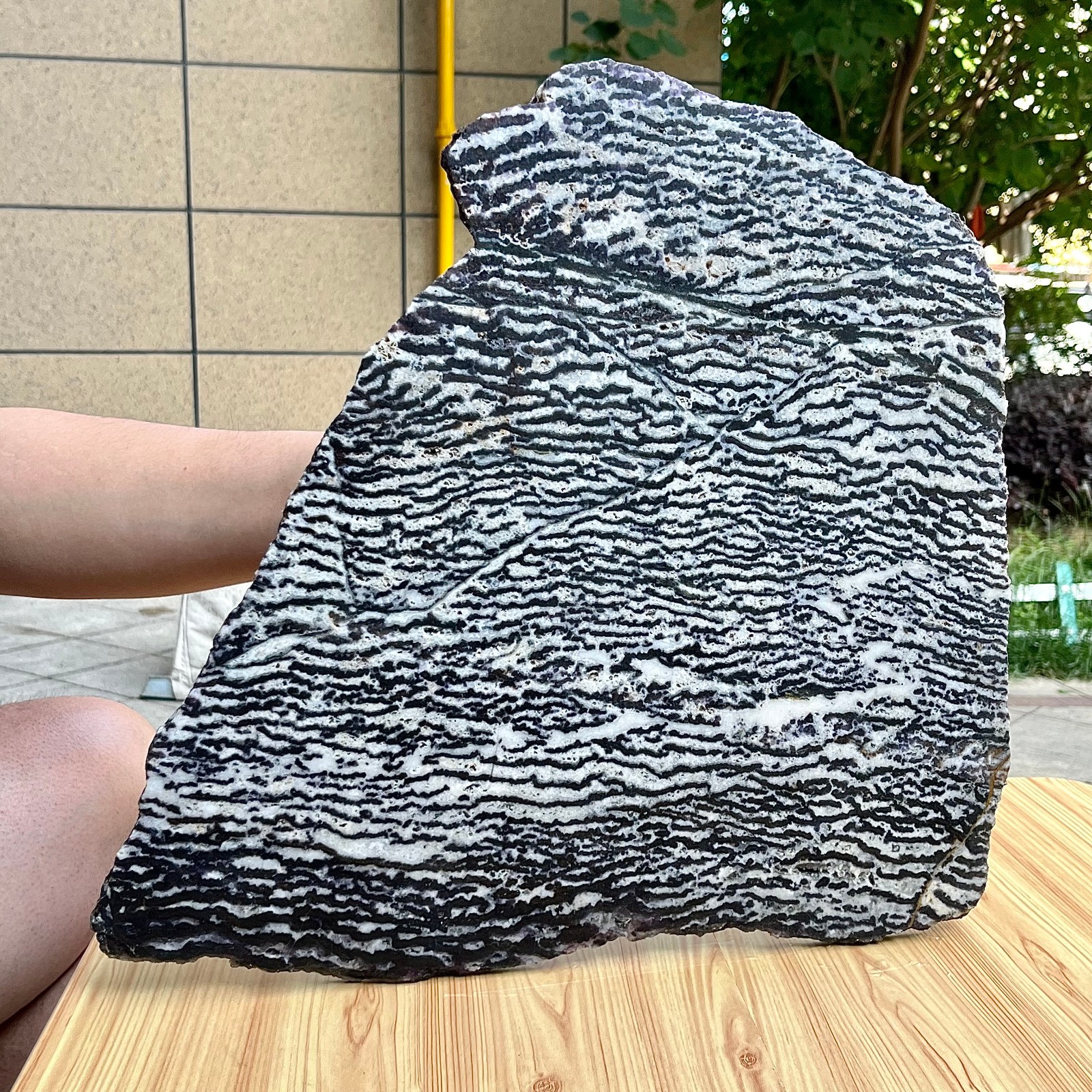 Zebra Stone Polished Slice Black White Stripe Mineral Specimen Display 9.9 lb