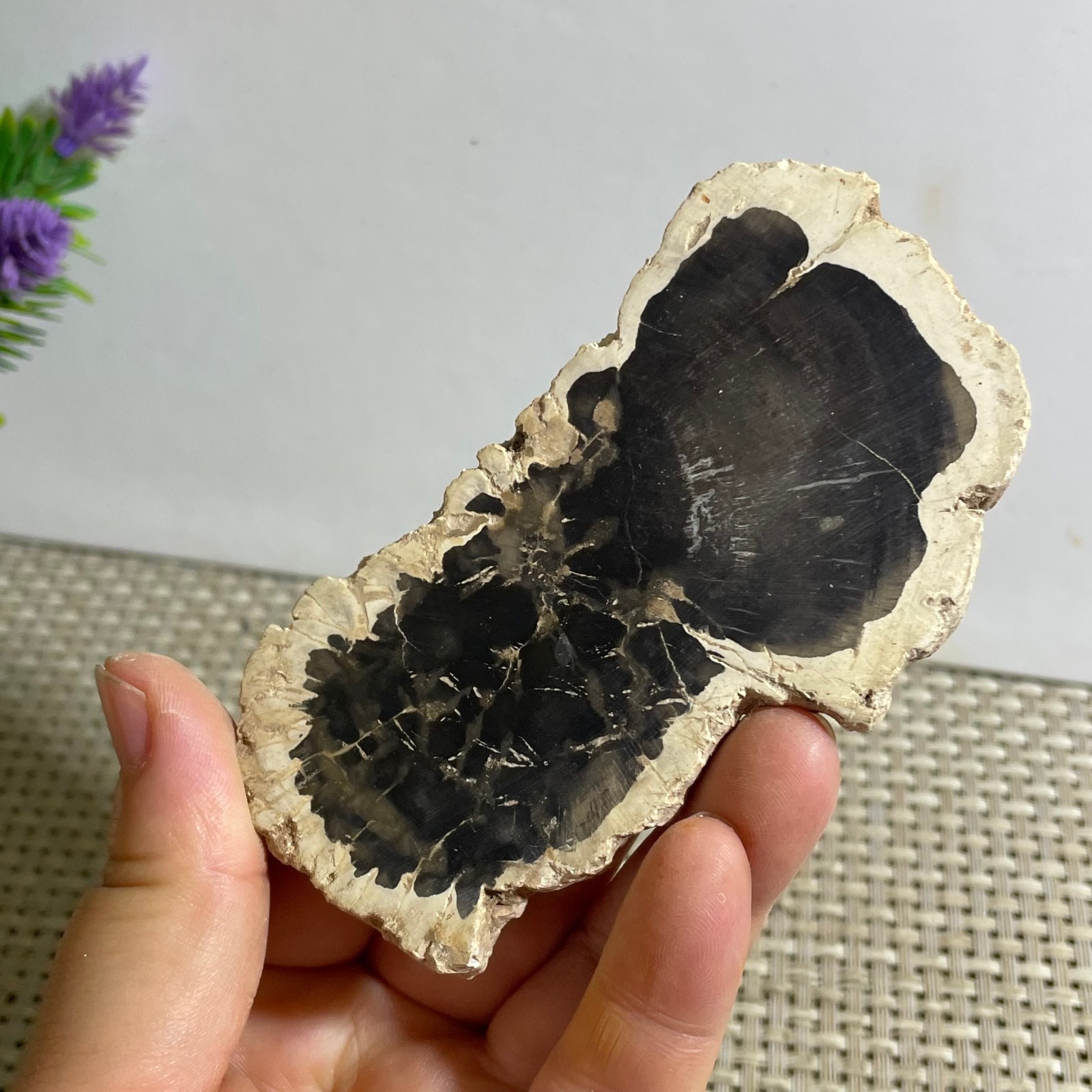 Natural Polished Petrified Wood Crystal Slice Madagascar 97g