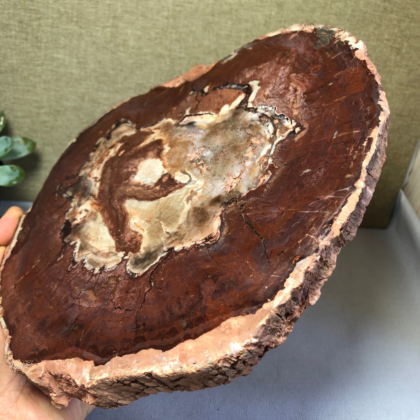 1.64kg natural Beautiful Petrified Wood Crystal mineral Slice Specimens g7687