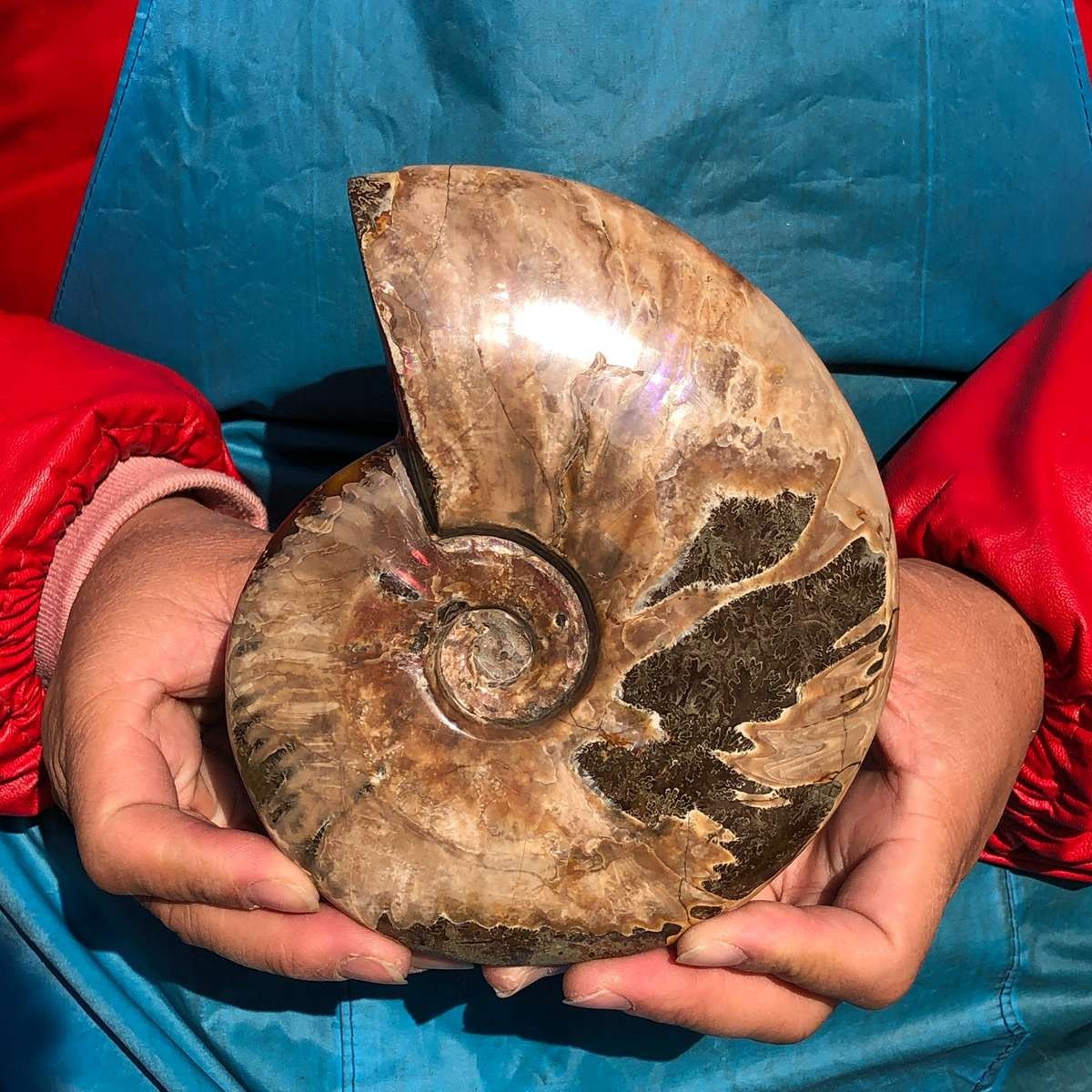 2pcs Natural Beautiful Ammonite Fossil Conch Crystal Specimen Healing