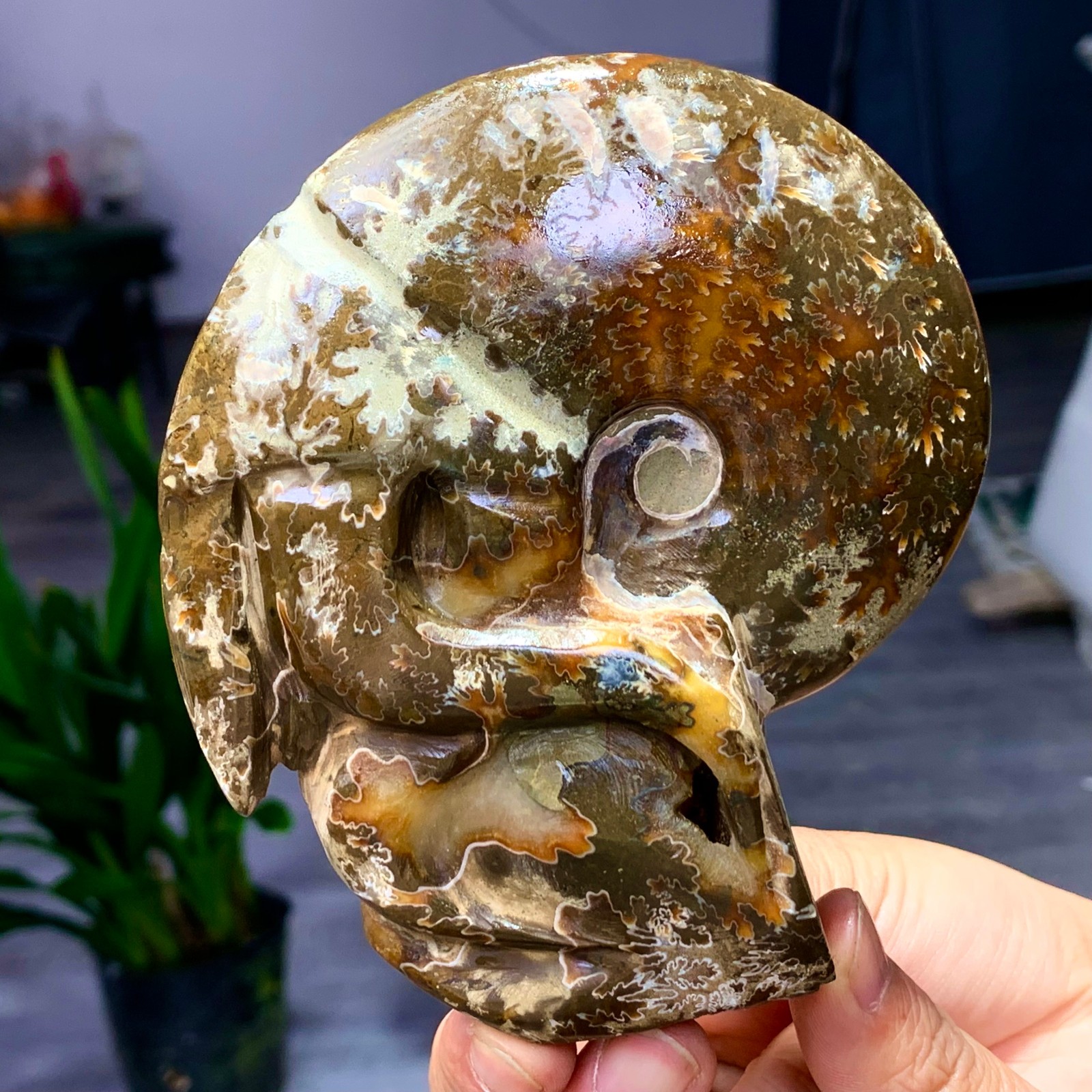 364G Rare! Natural Tentacle Ammonite Fossil Shell Healing Madagascar