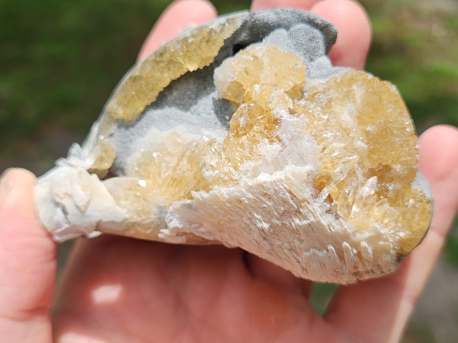 CALCITE CRYSTAL WHELK Shell Fossil Rucks Pit Florida dogtooth UV honey cluster