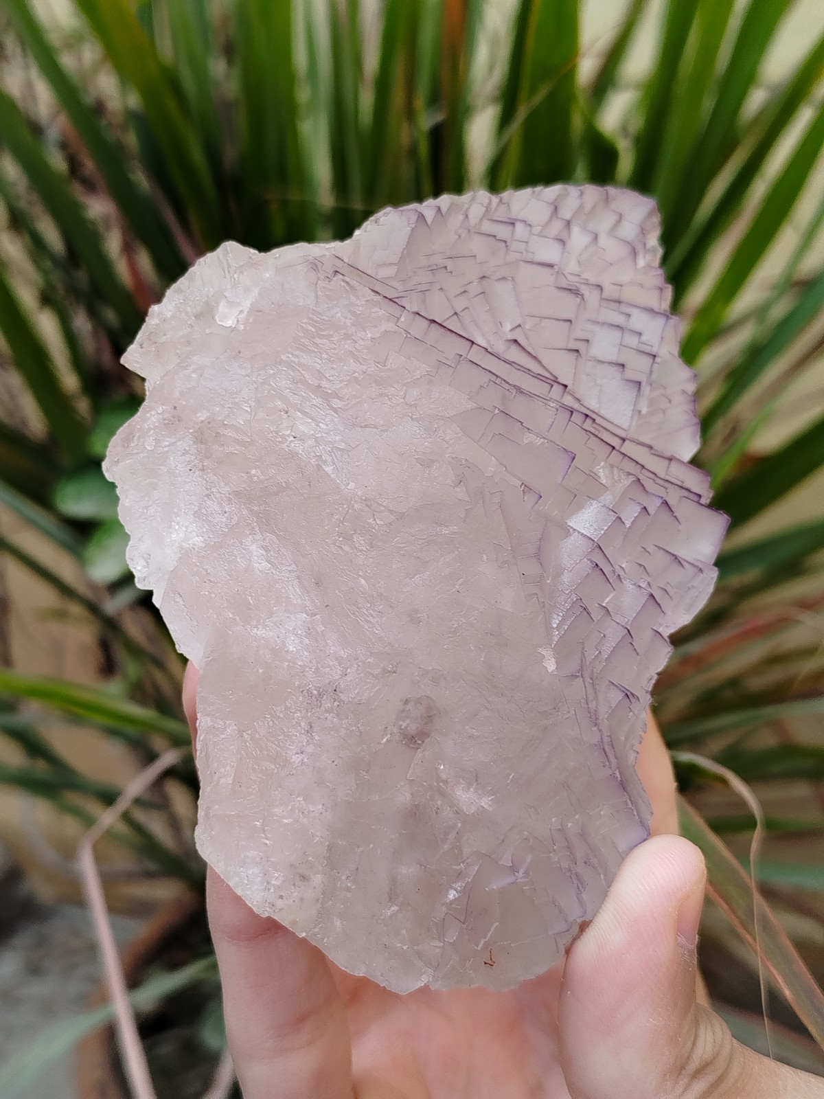 630g Natural Step Wise Cubic Fluorite Purple Lining Crystals Mineral Specimen
