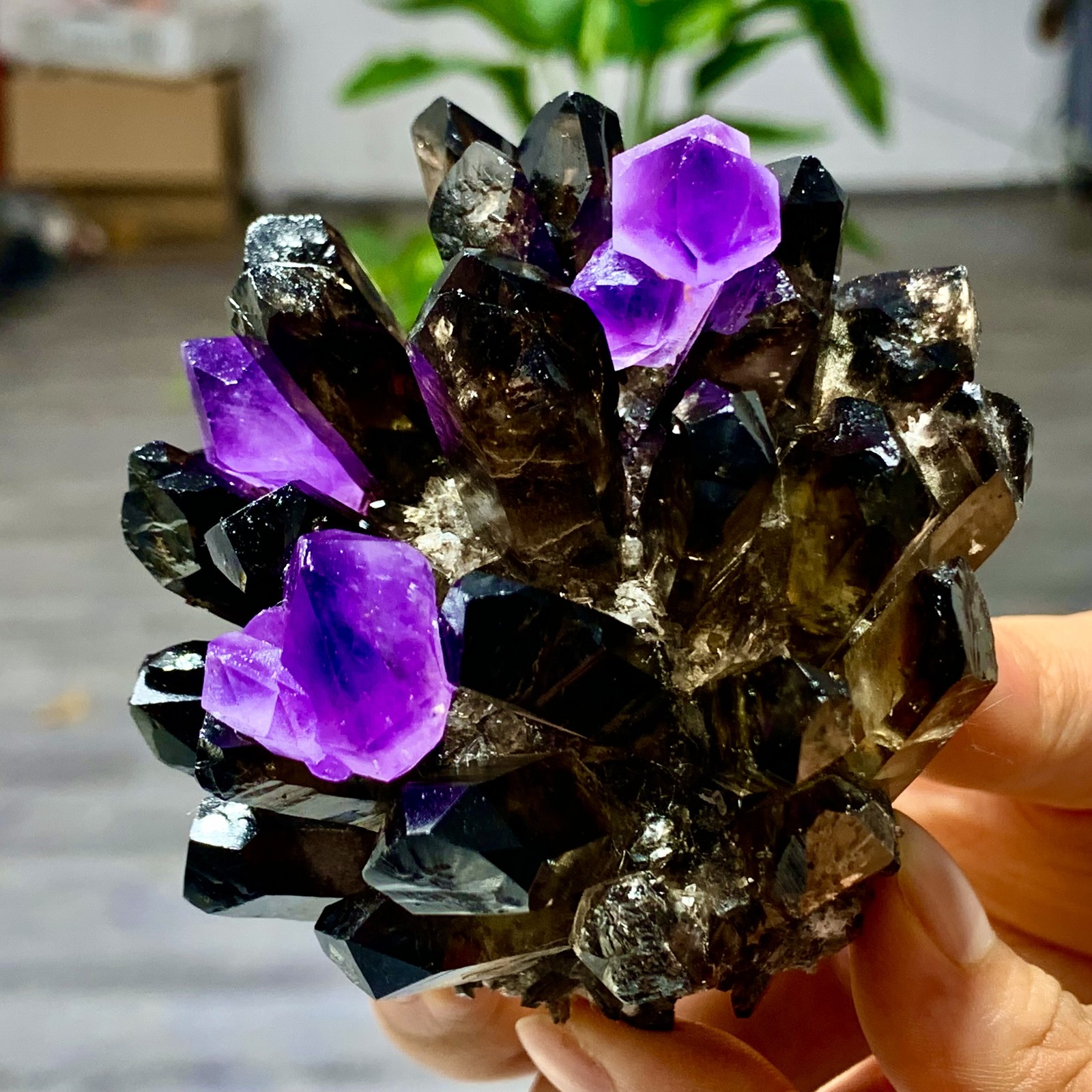 320G New Find black+purple Phantom Quartz Crystal Cluster Mineral Specimen