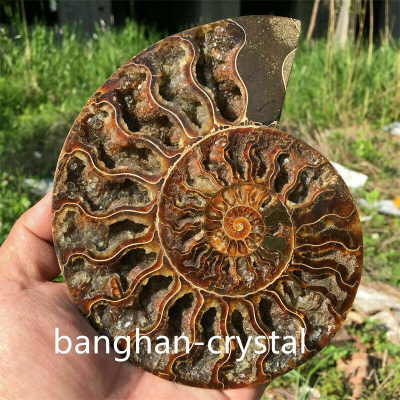 1pc Natural ammonite fossil conch Crystal specimen healing Home decoration+stand
