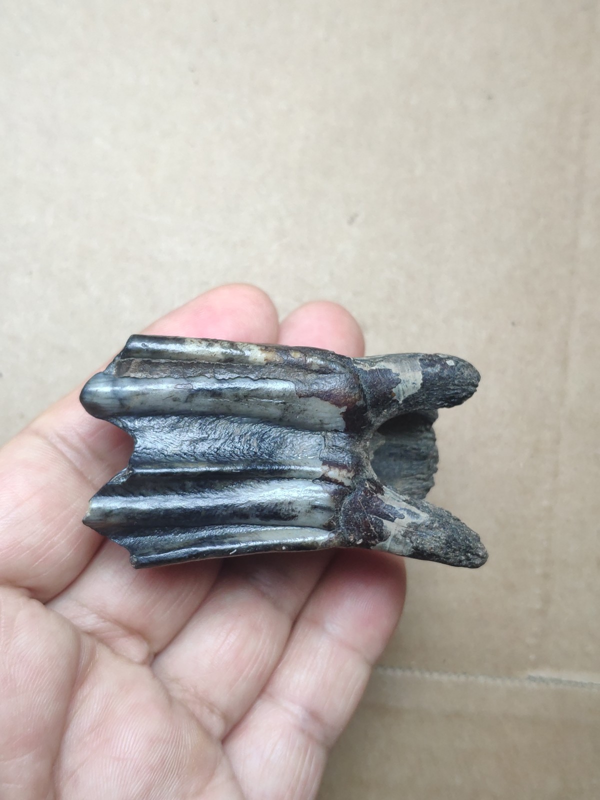 62g Beautiful Ice Age tooth collection