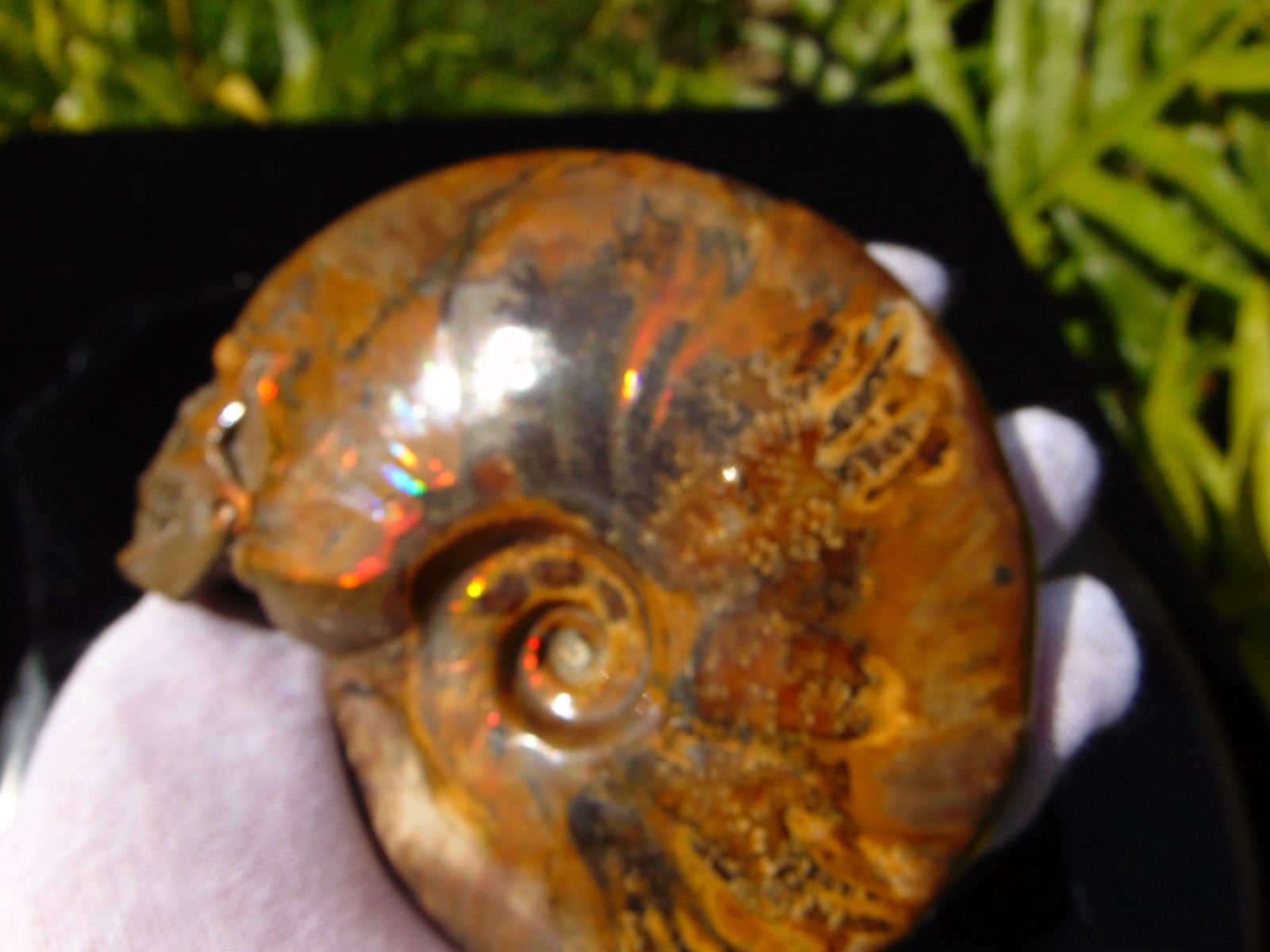 Carved Skull Ammonite from Skullis